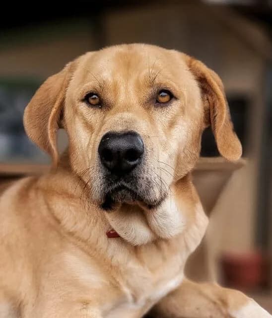 Thor, male young Mixed Breed for adoption at PLACE for STRAYS