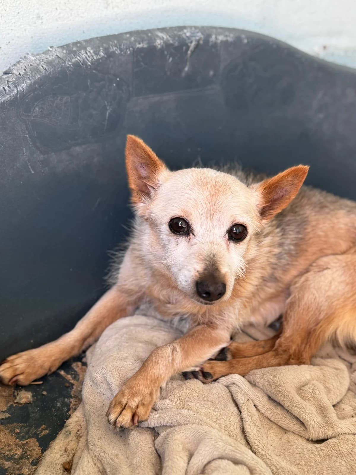 Adão, male mixed breed for adoption at Associação Projecto JAVA
