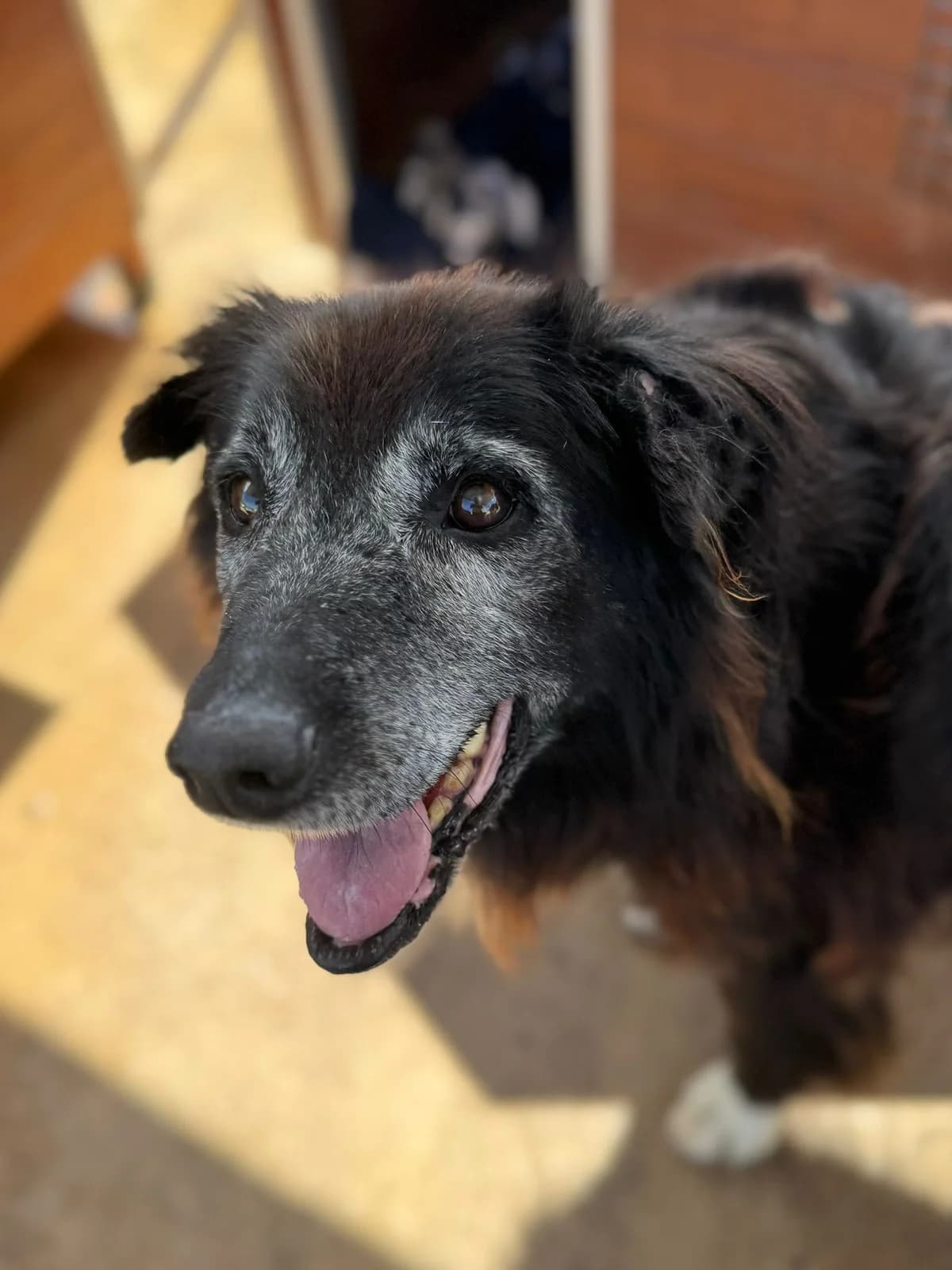 Agostinho, male senior mixed breed for adoption at Associação Projecto JAVA, -909 Atalaia