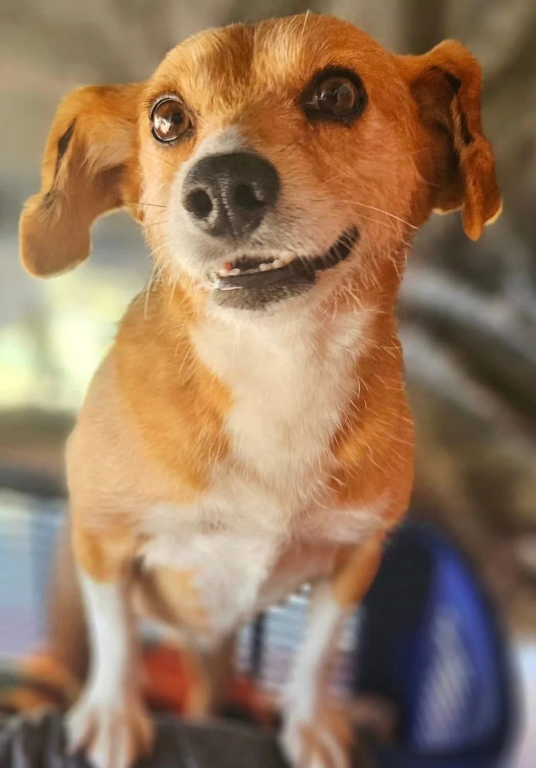 Alice, female 6yo mixed breed for adoption at Associação Projecto JAVA, -909 Atalaia