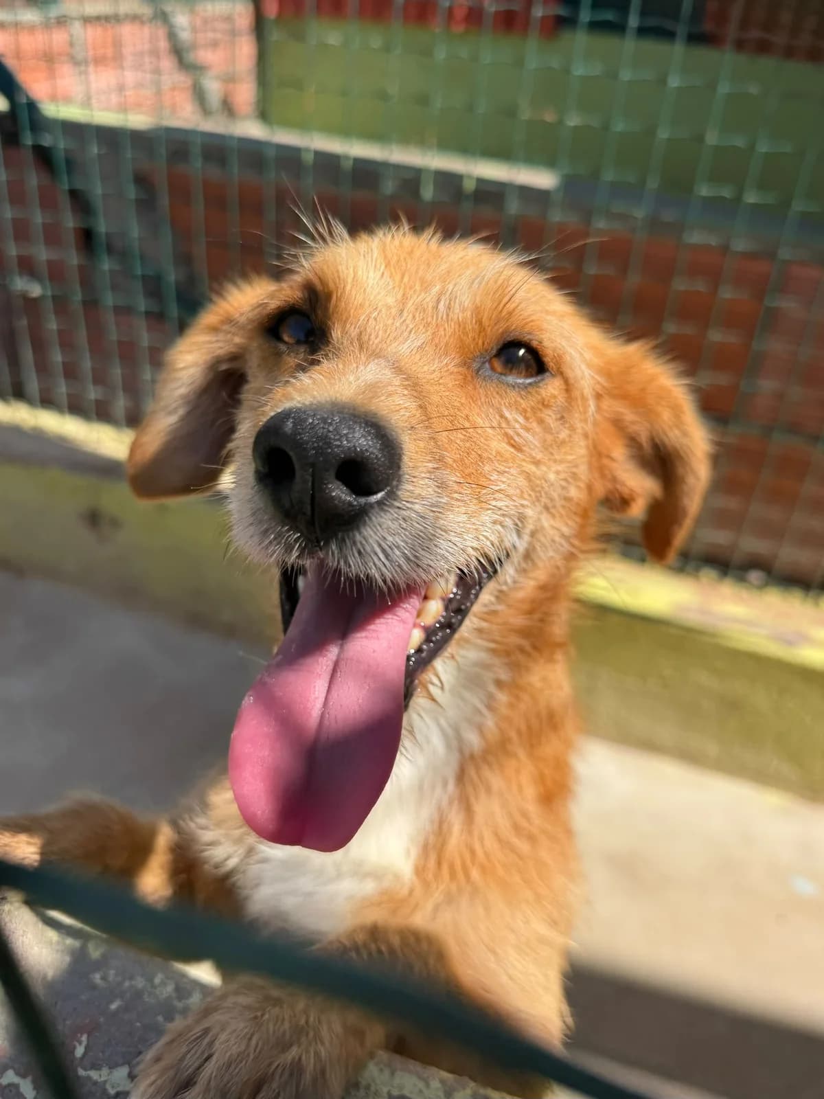 Alvin, male young mixed breed for adoption at Associação Projecto JAVA, -909 Atalaia