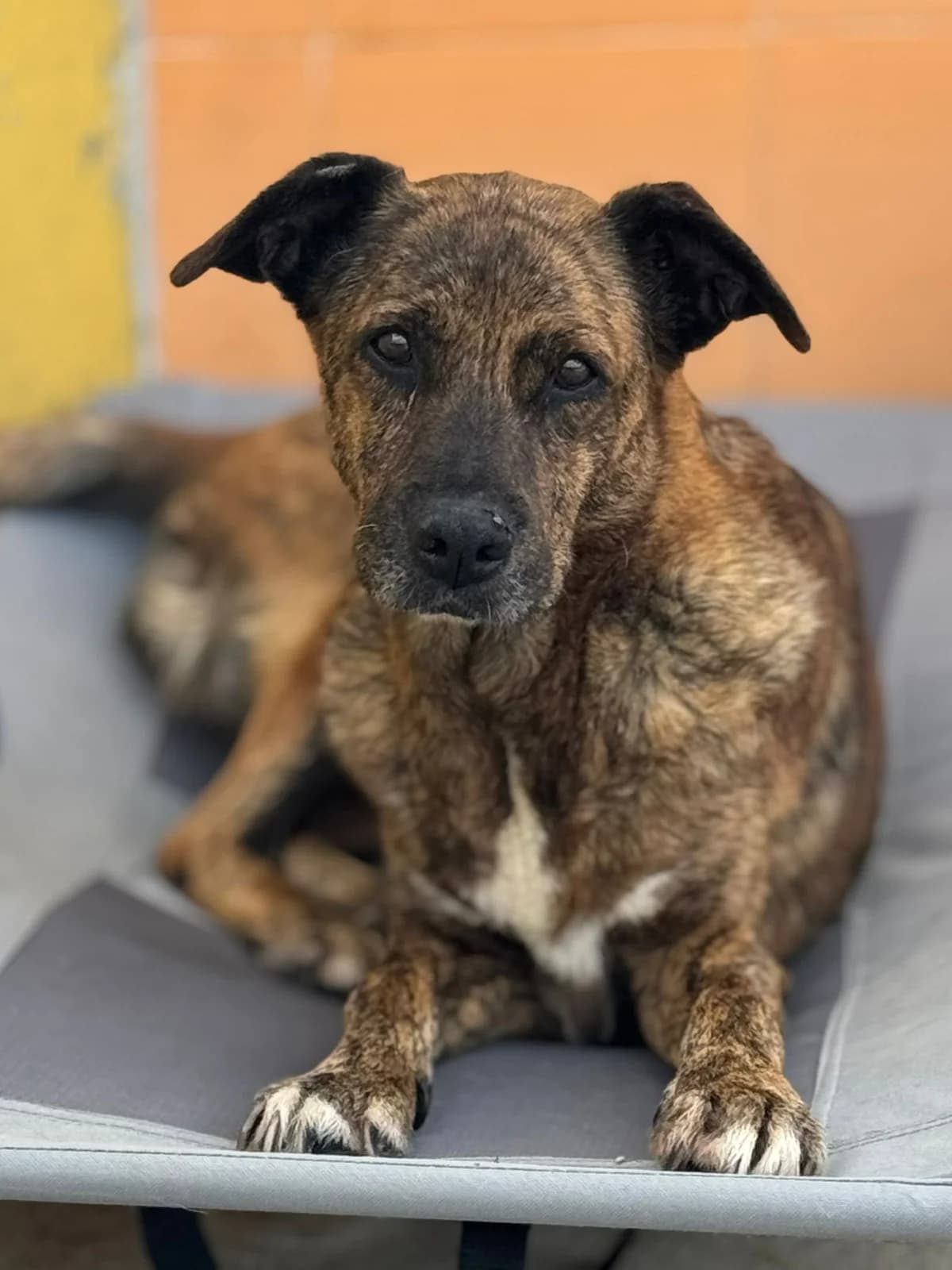 Anita, female senior mixed breed for adoption at Associação Projecto JAVA, -909 Atalaia