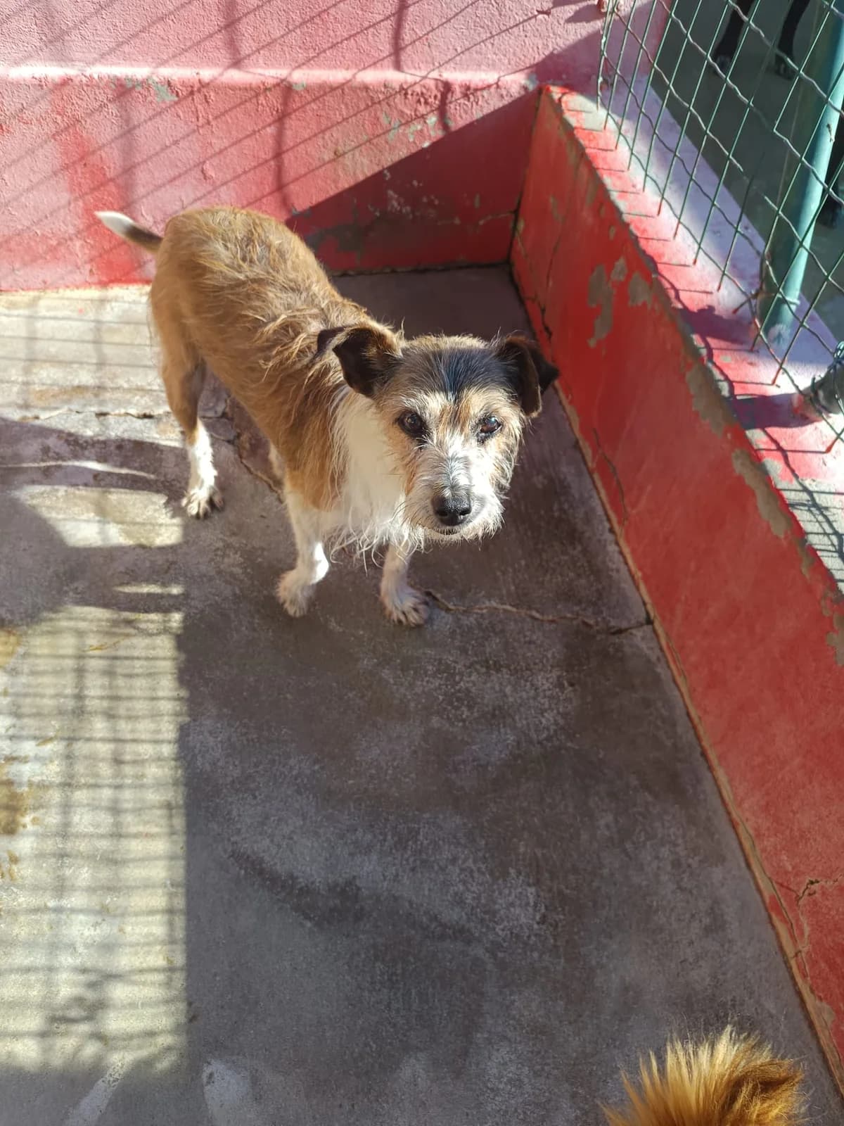 Anton, male 7yo mixed breed for adoption at Associação Projecto JAVA, -909 Atalaia