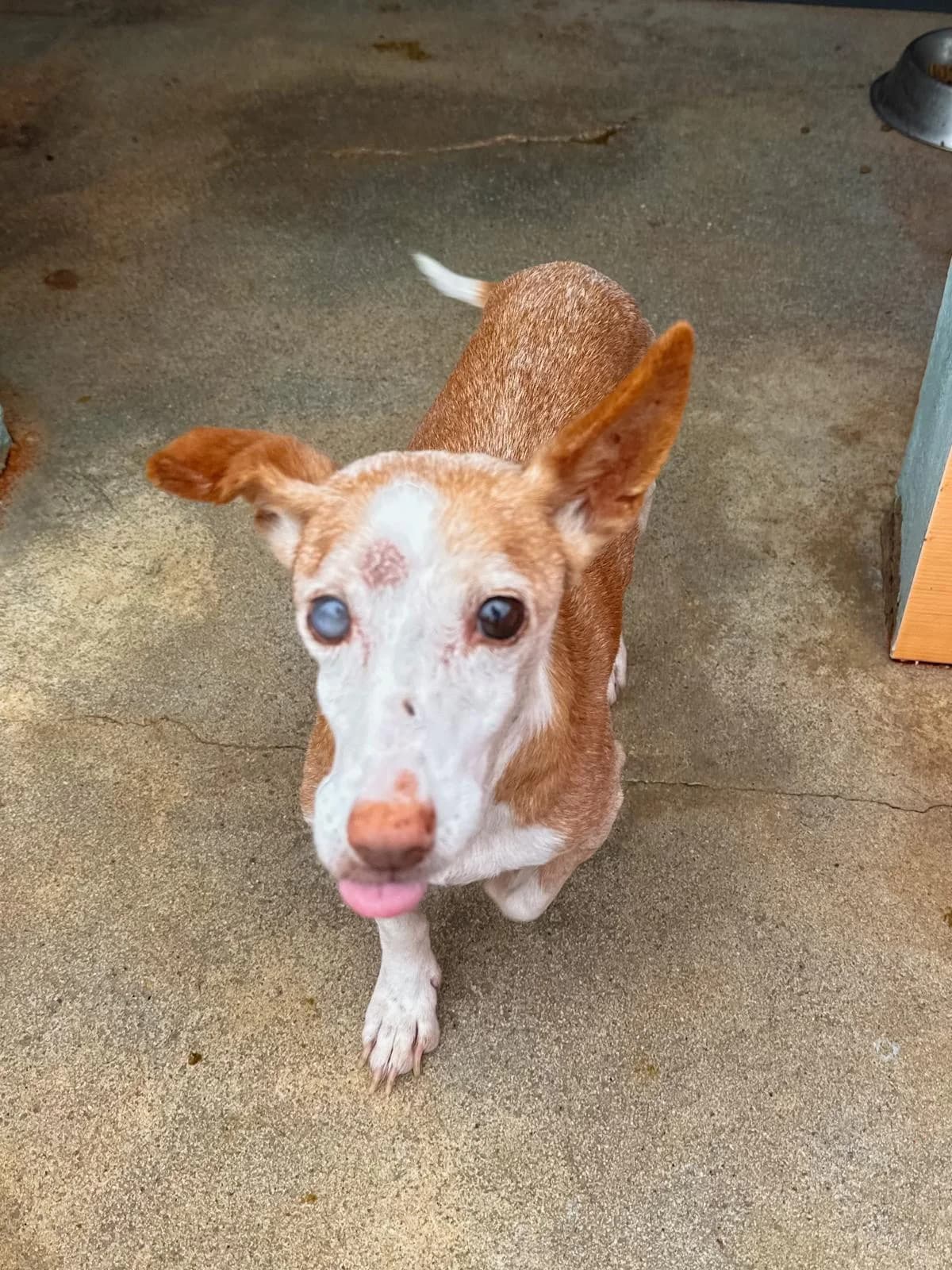 Antonieta, female senior mixed breed for adoption at Associação Projecto JAVA, -909 Atalaia