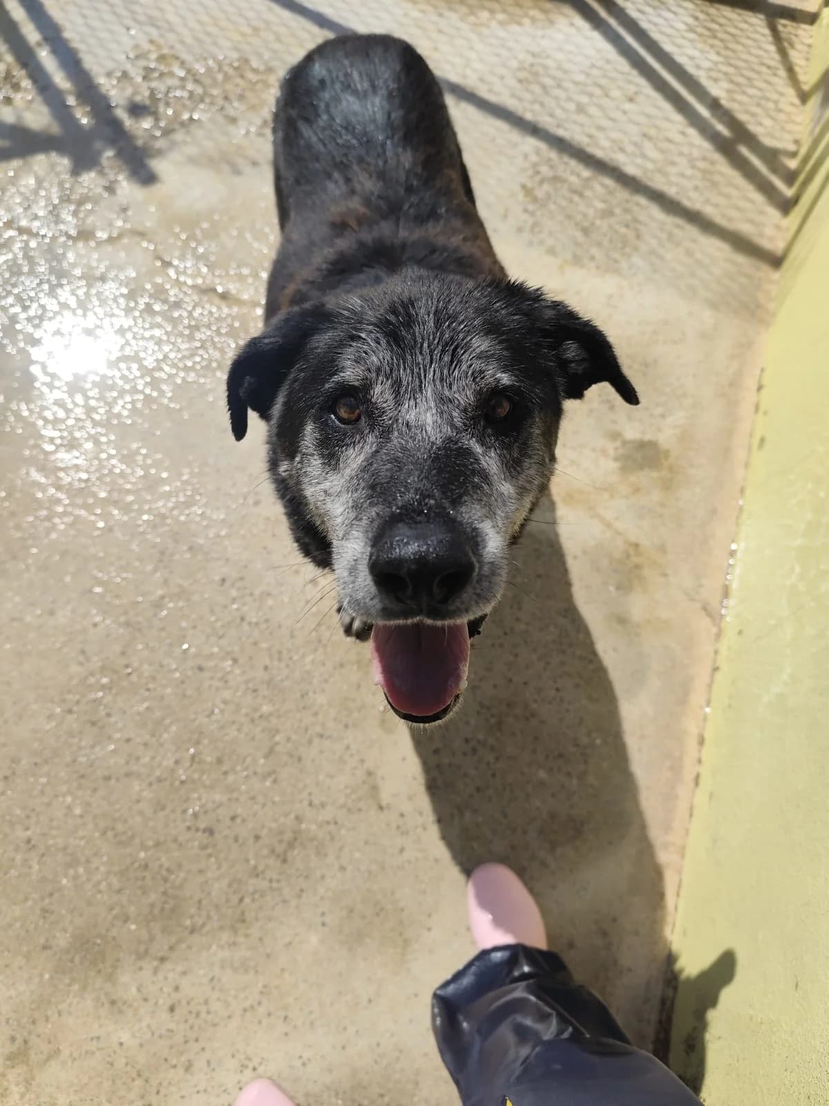 Arnaldo, male senior mixed breed for adoption at Associação Projecto JAVA, -909 Atalaia