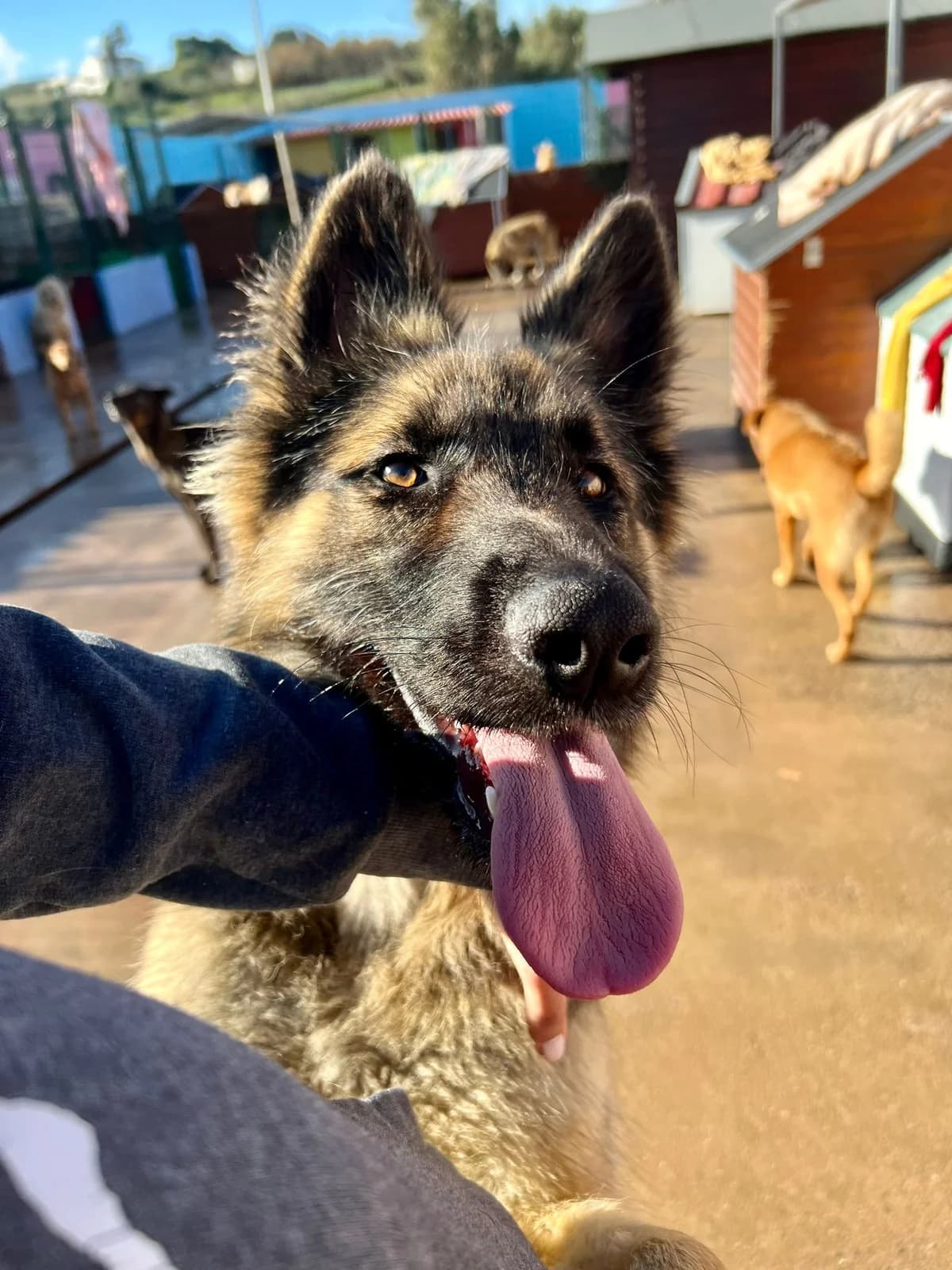Asha, female 4yo mixed breed for adoption at Associação Projecto JAVA, -909 Atalaia