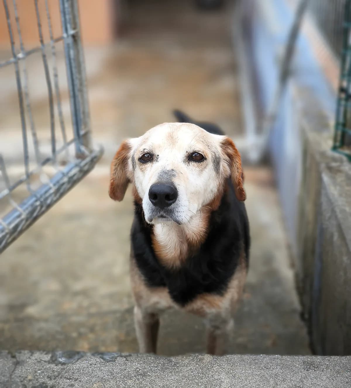 Augusto, male senior mixed breed for adoption at Associação Projecto JAVA, -909 Atalaia