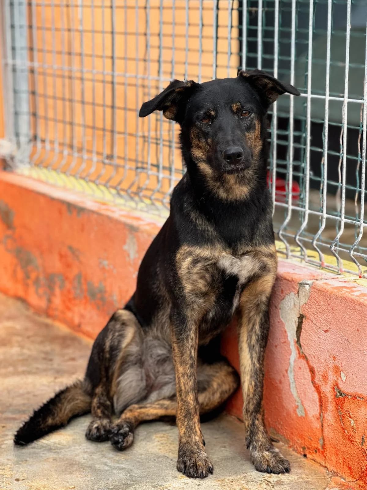 Azeitona, female young mixed breed for adoption at Associação Projecto JAVA, -909 Atalaia