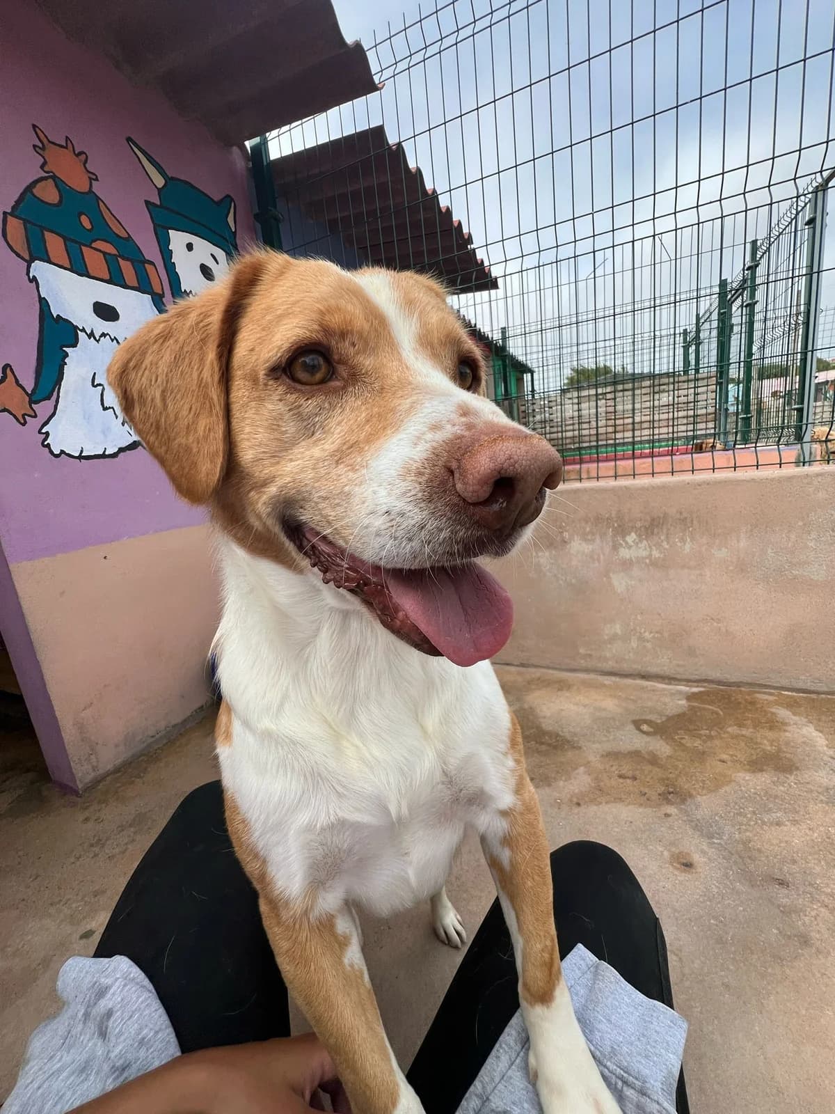 Banzé Pistolas, male 7yo mixed breed for adoption at Associação Projecto JAVA, -909 Atalaia