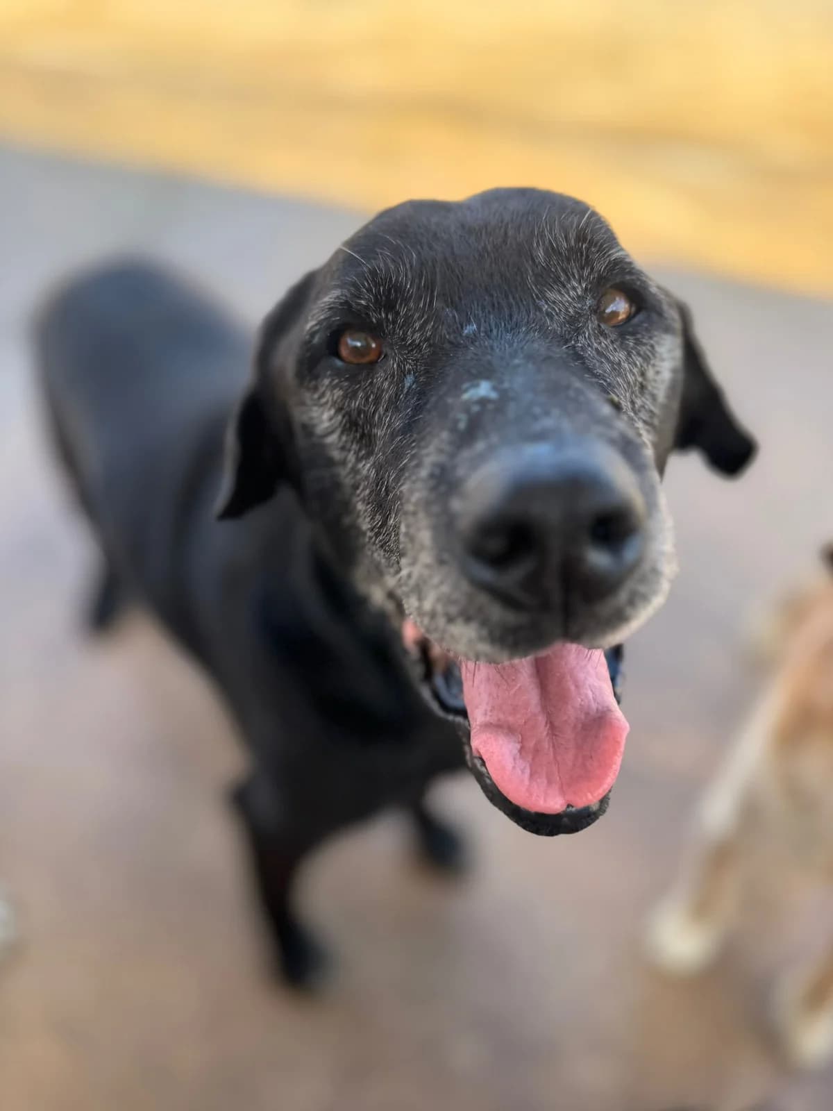 Beethoven, male senior Labrador Retriever for adoption at Associação Projecto JAVA, -909 Atalaia