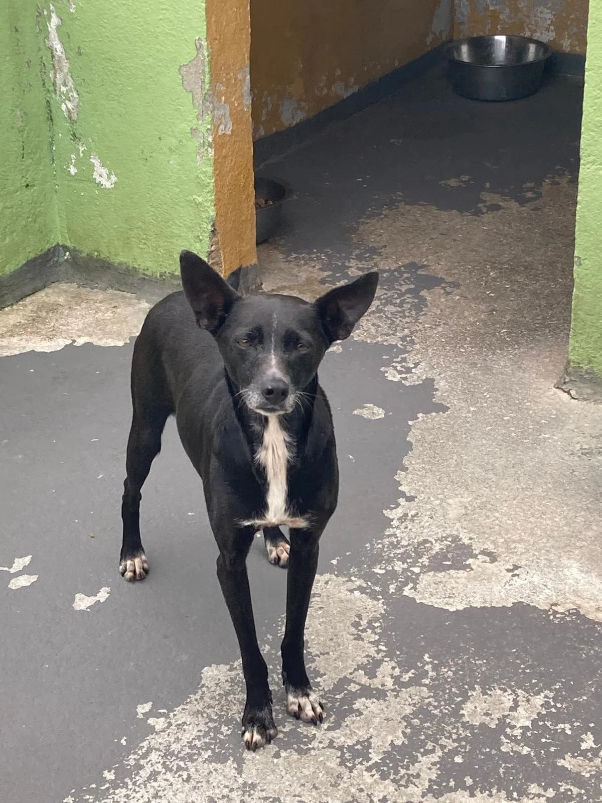 Uva, female 5yo mixed breed for adoption at Associação Projecto JAVA, -909 Atalaia
