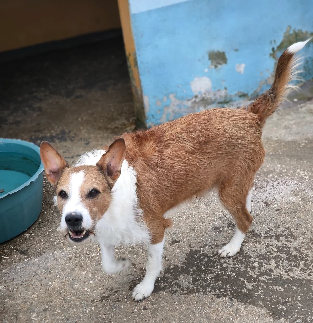 Blaze, male senior mixed breed for adoption at Associação Projecto JAVA, -909 Atalaia