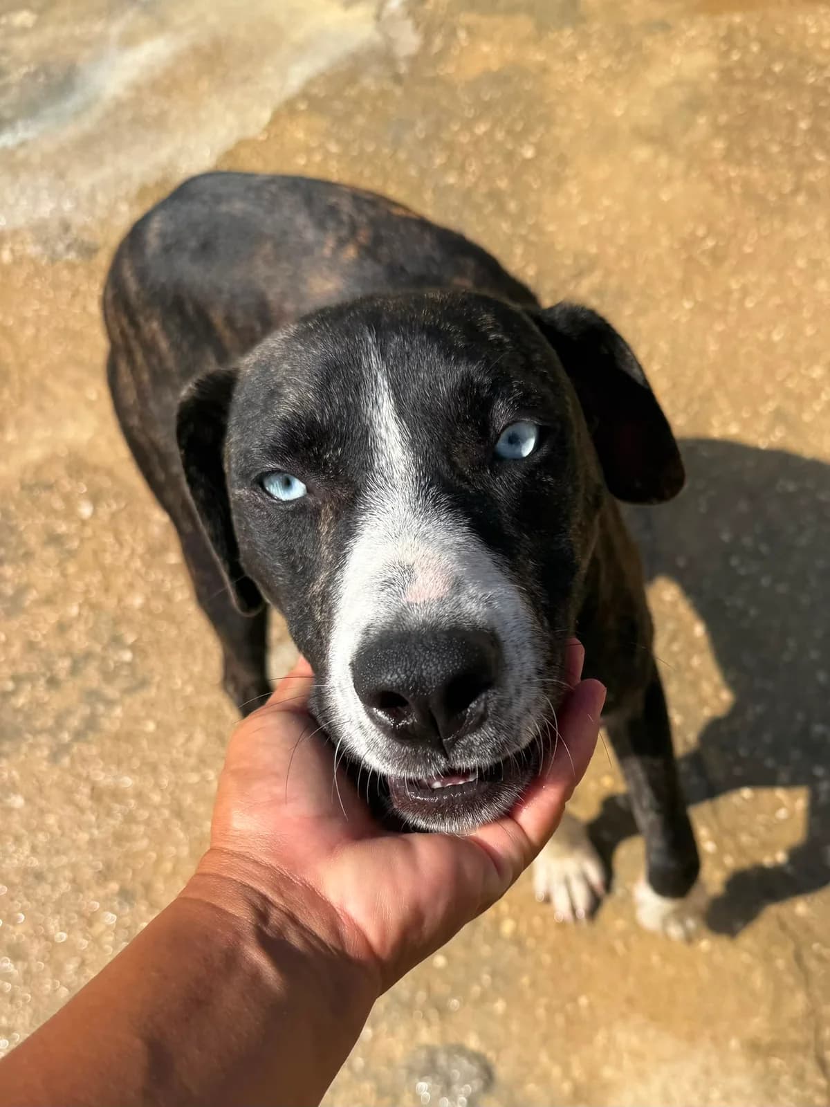 Blue,  (Associação Projecto JAVA)