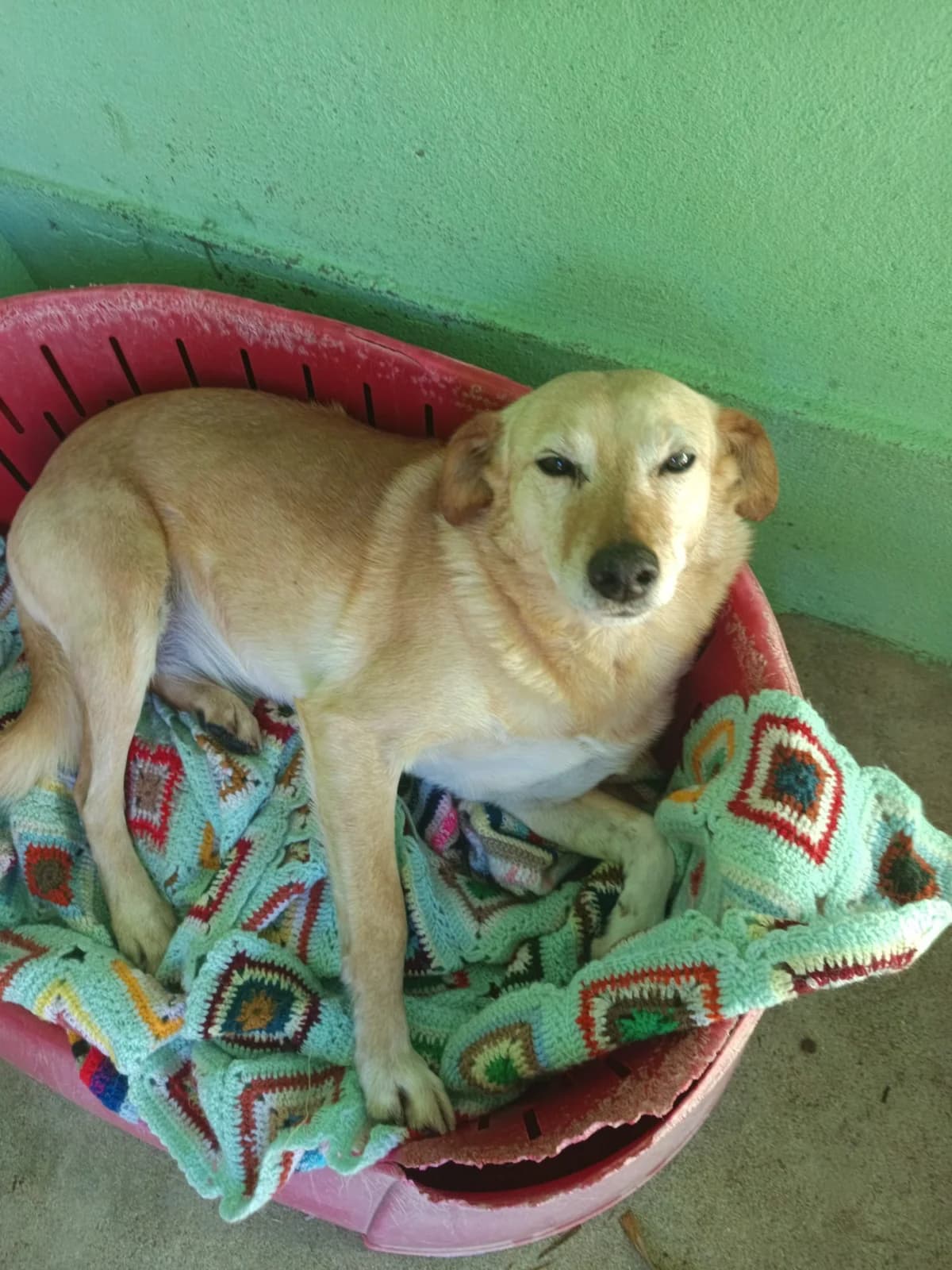 Boneca, female senior mixed breed for adoption at Associação Projecto JAVA, -909 Atalaia