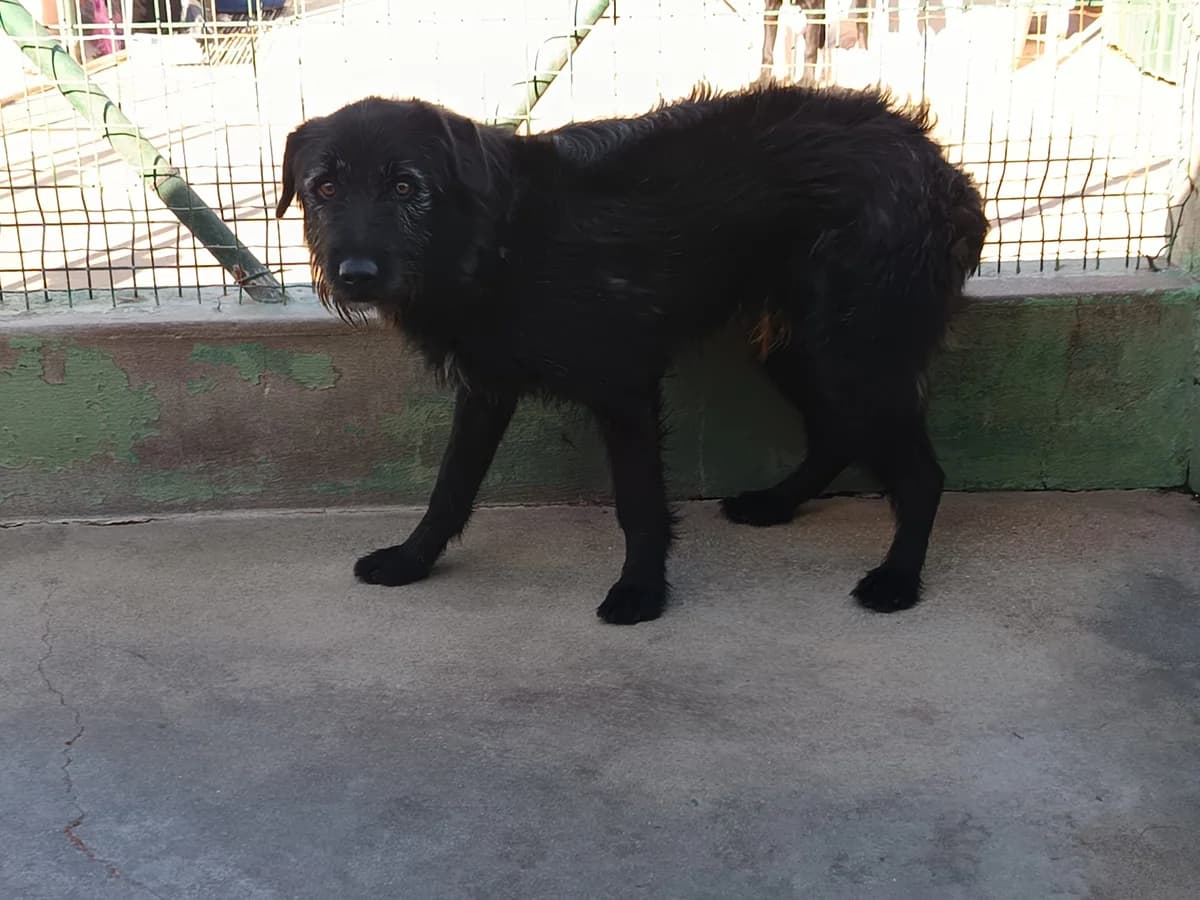 Bubbles, male 3yo mixed breed for adoption at Associação Projecto JAVA, -909 Atalaia