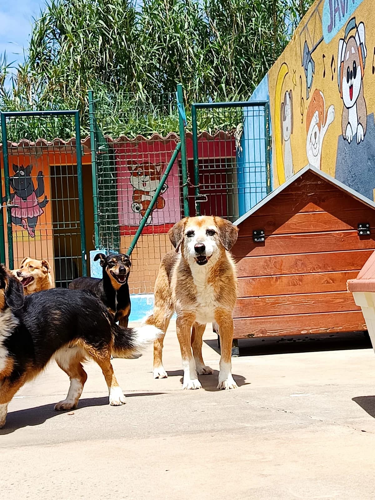 Buddy, male senior Beagle for adoption at Associação Projecto JAVA, -909 Atalaia
