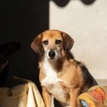 Buddy, male Beagle for adoption at Associação Projecto JAVA — photo 2 of 3