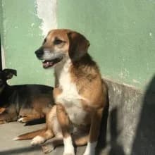 Buddy, male Beagle for adoption at Associação Projecto JAVA — photo 3 of 3