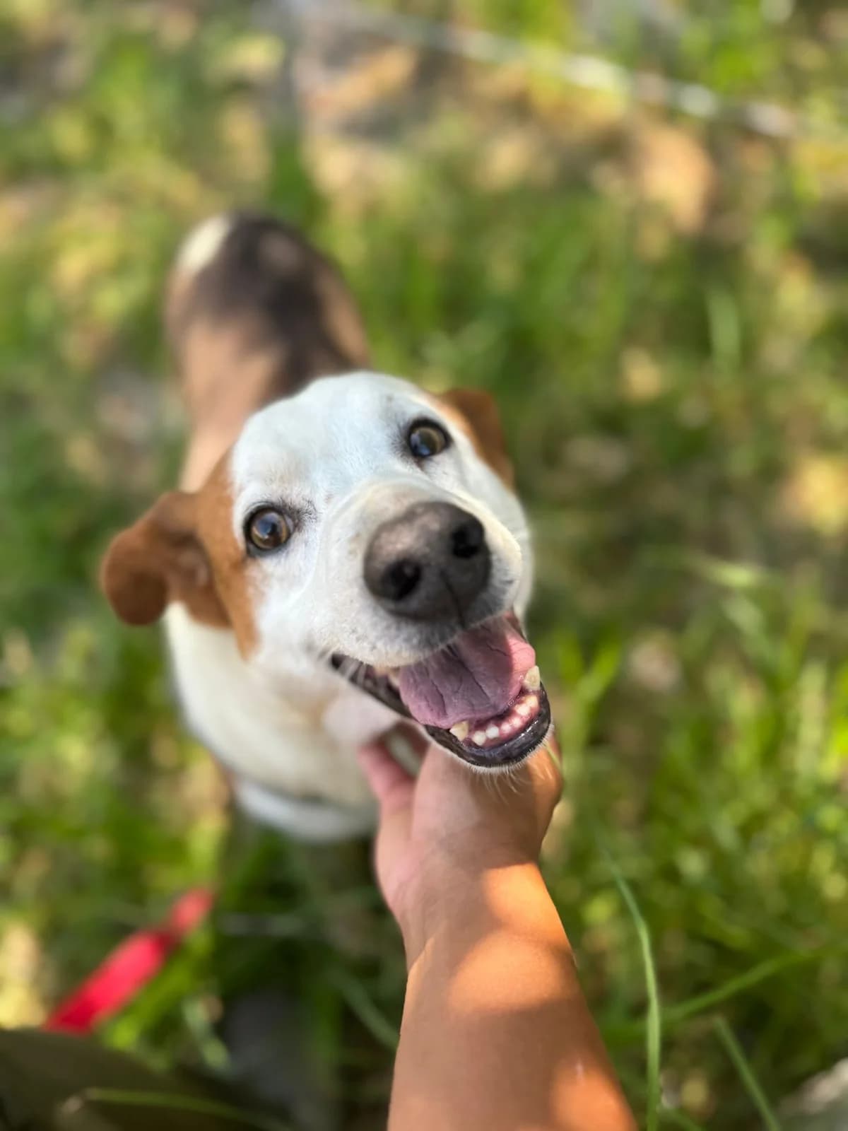 Cacau, male senior mixed breed for adoption at Associação Projecto JAVA, -909 Atalaia