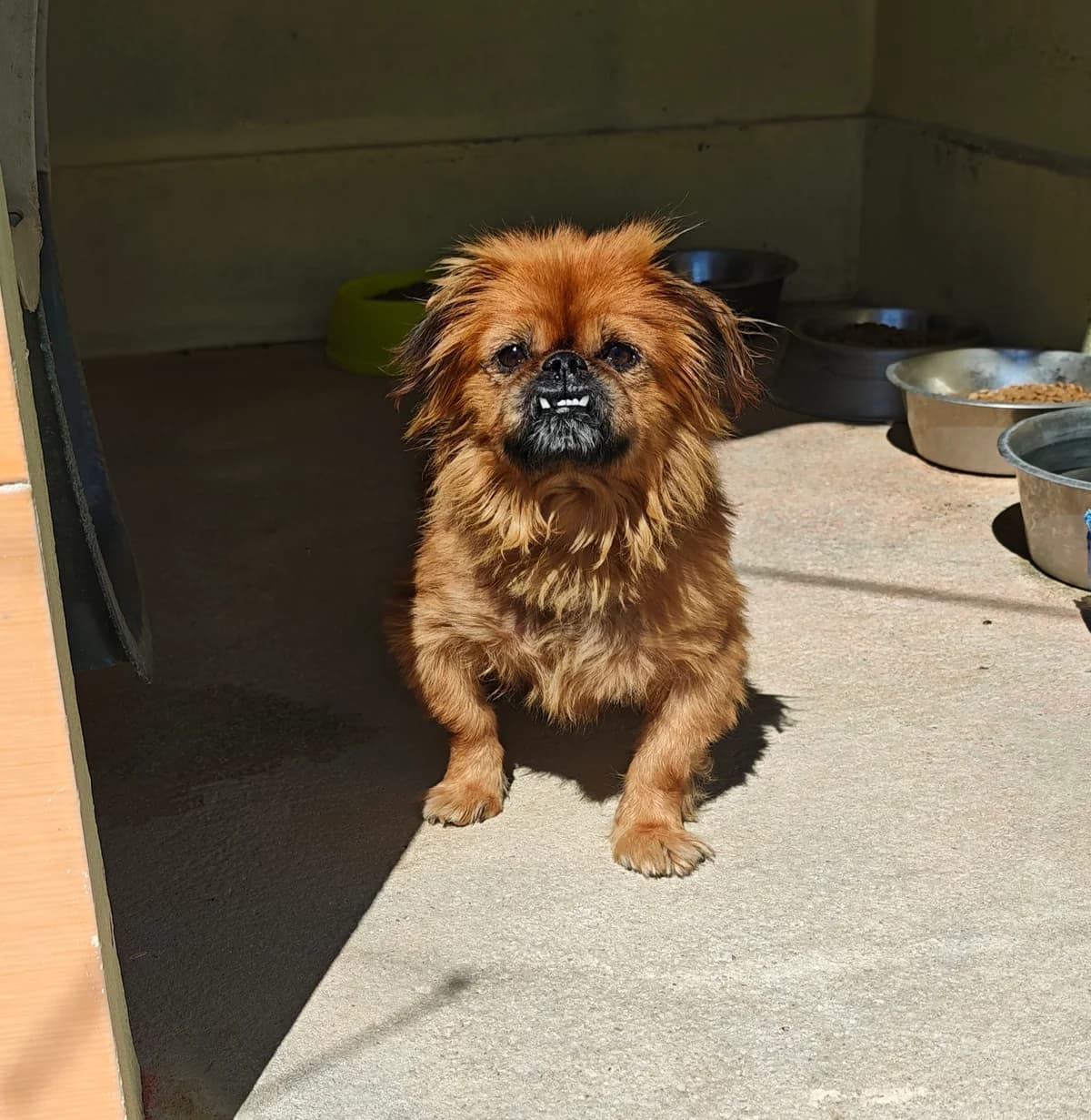 Caju, male senior mixed breed for adoption at Associação Projecto JAVA, -909 Atalaia