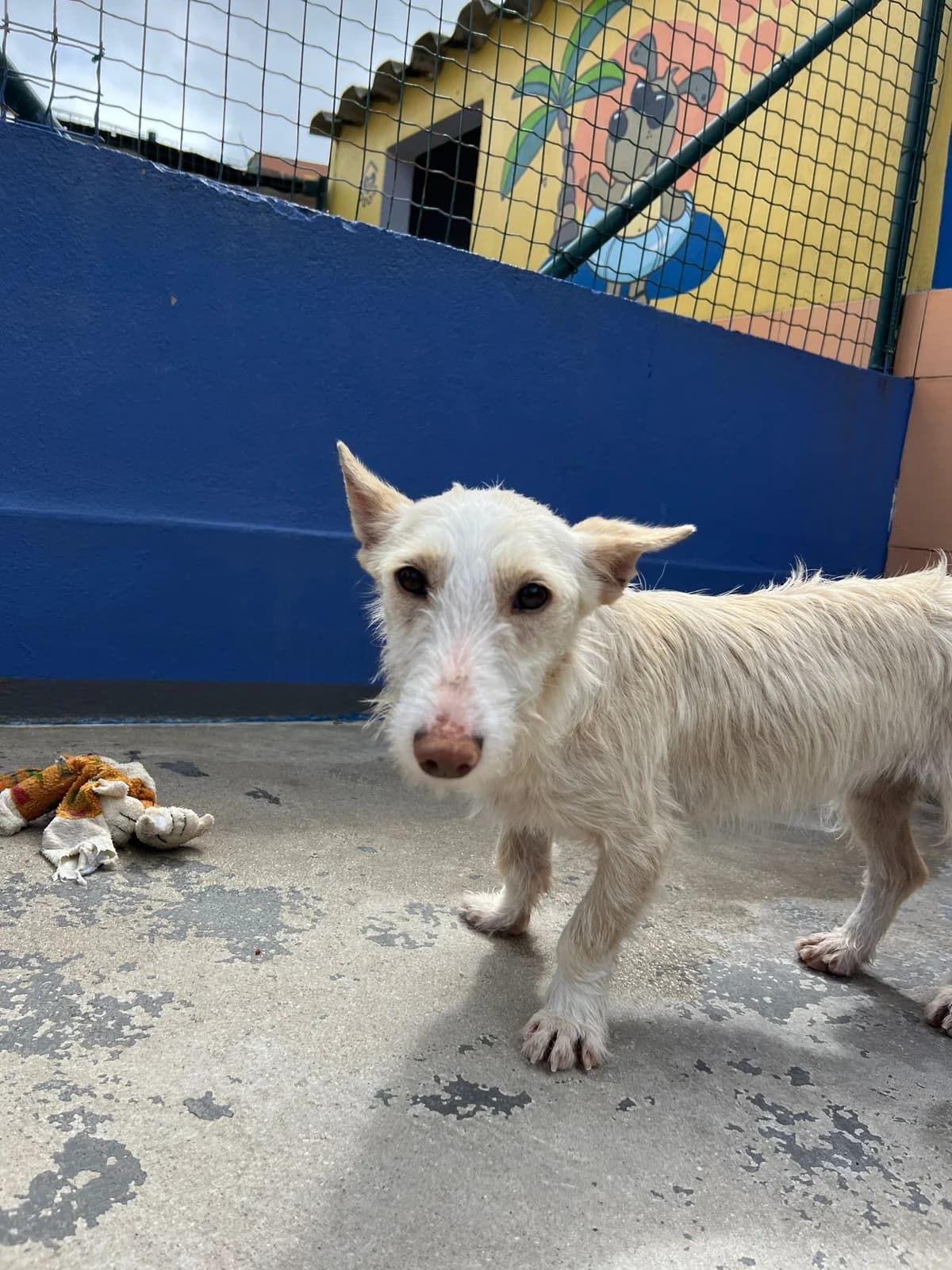 Candy, female 5yo mixed breed for adoption at Associação Projecto JAVA, -909 Atalaia
