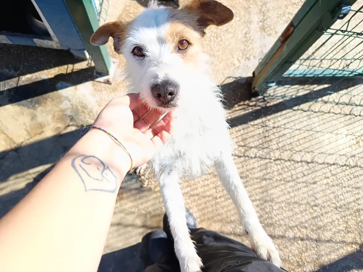 Casper, male 4yo mixed breed for adoption at Associação Projecto JAVA, -909 Atalaia