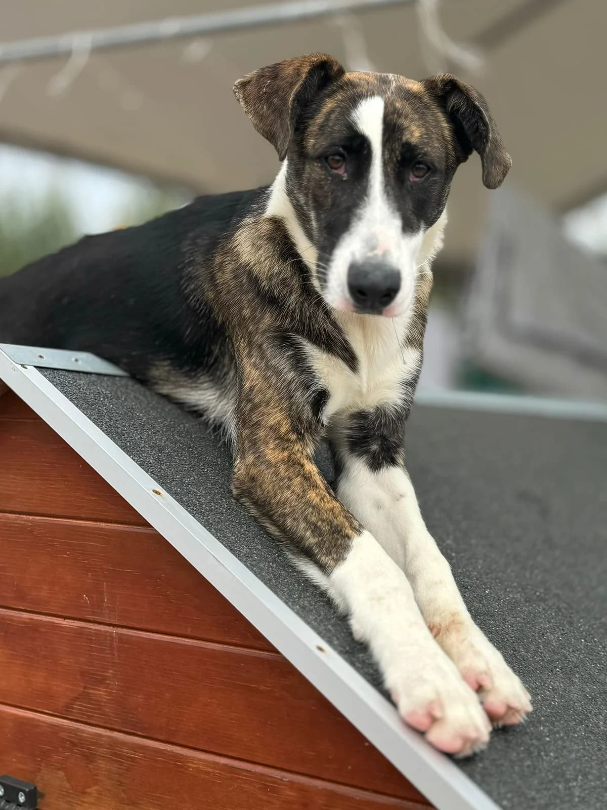 Charlotte, female 3yo mixed breed for adoption at Associação Projecto JAVA, -909 Atalaia