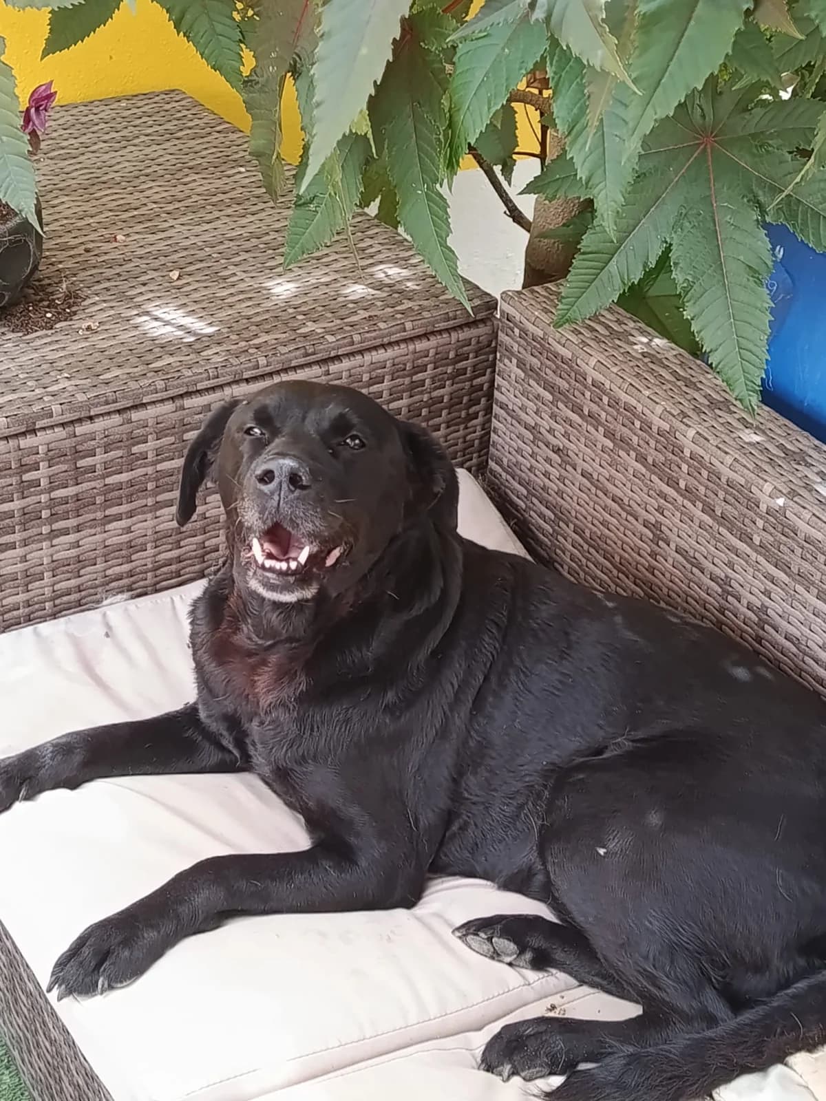 Daisy, female senior mixed breed for adoption at Associação Projecto JAVA, -909 Atalaia