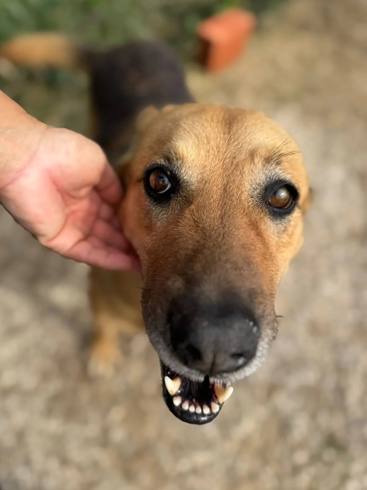 Dalila, female 7yo mixed breed for adoption at Associação Projecto JAVA, -909 Atalaia