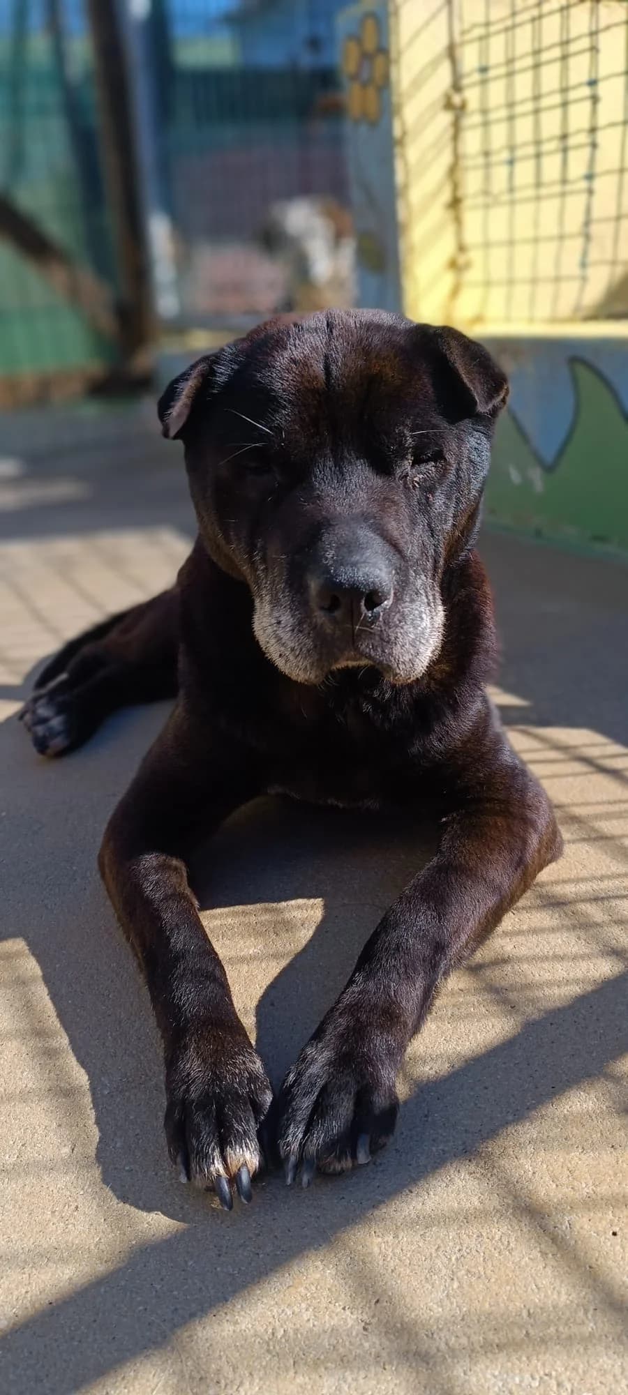 Didi, female senior mixed breed for adoption at Associação Projecto JAVA, -909 Atalaia