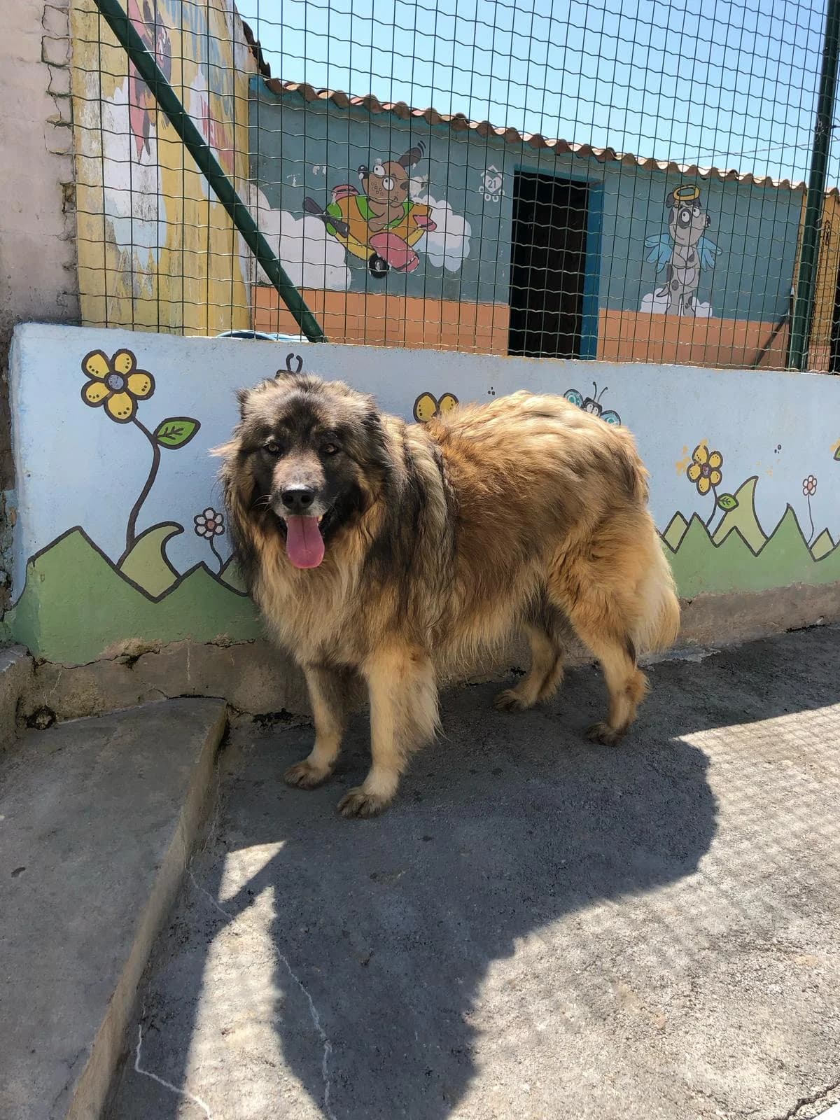 Diniz, male senior mixed breed for adoption at Associação Projecto JAVA, -909 Atalaia
