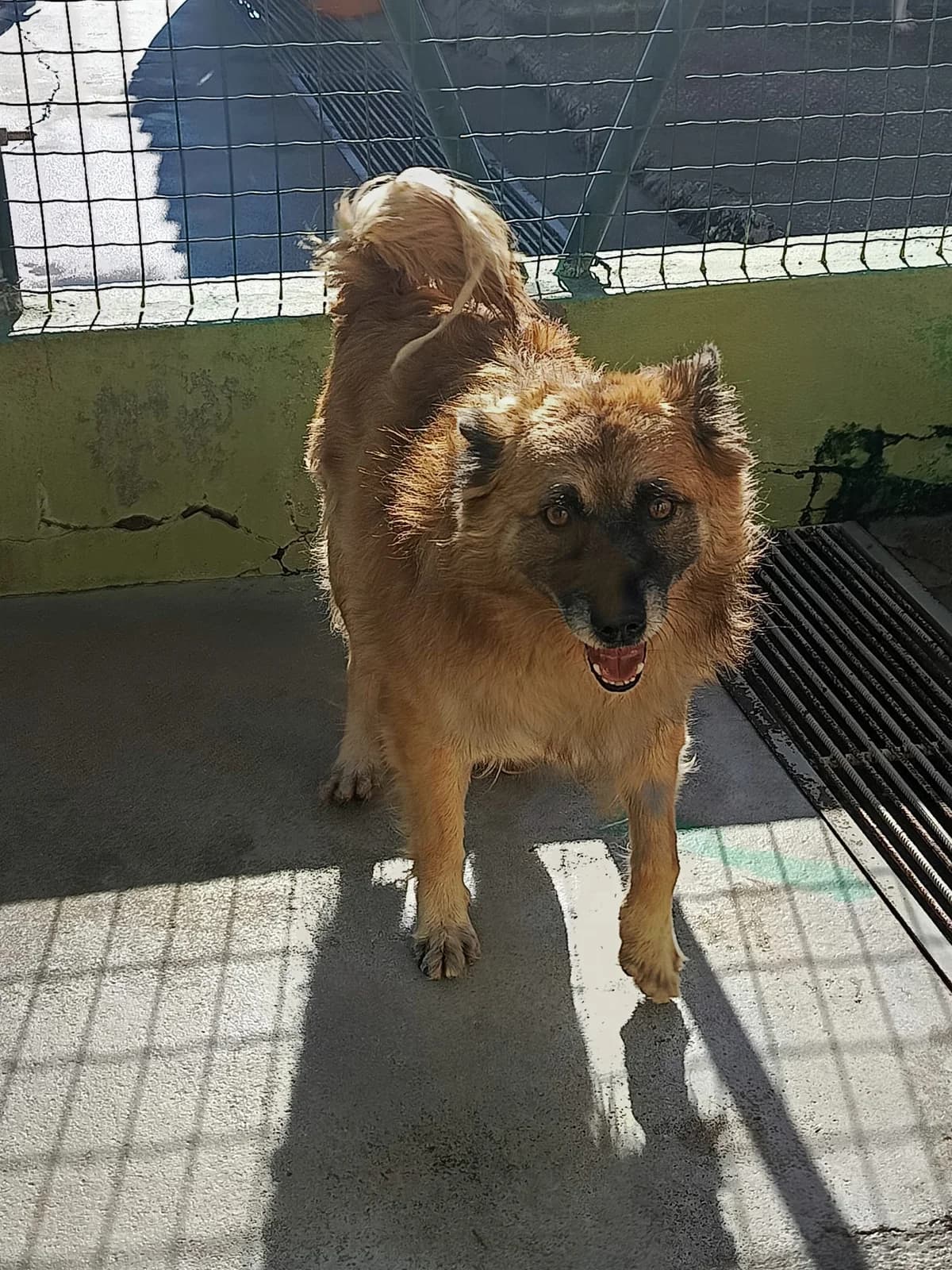 Duddy, male senior mixed breed for adoption at Associação Projecto JAVA, -909 Atalaia