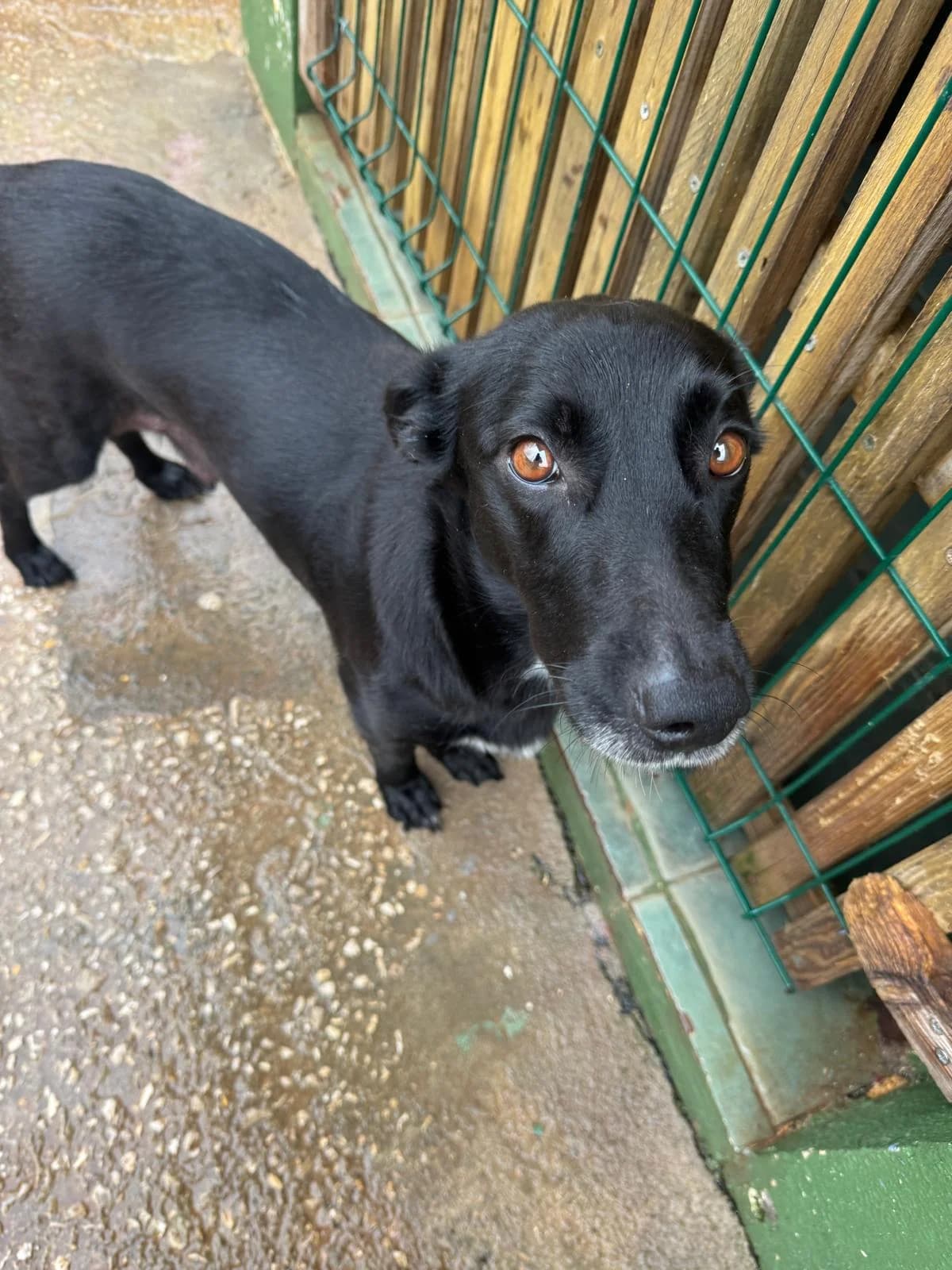 Eden, female young mixed breed for adoption at Associação Projecto JAVA, -909 Atalaia
