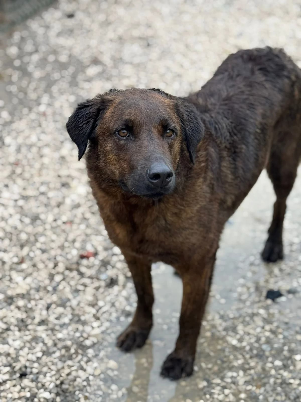 Eleonor, female 5yo mixed breed for adoption at Associação Projecto JAVA, -909 Atalaia
