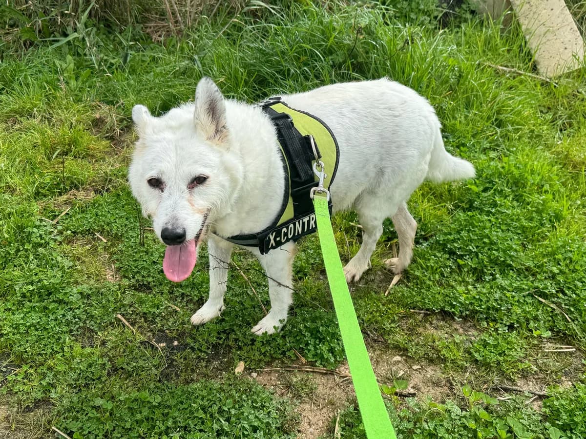 Faísca, male senior mixed breed for adoption at Associação Projecto JAVA, -909 Atalaia
