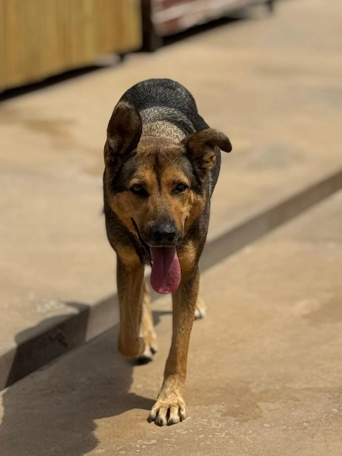 Fénix, female 4yo mixed breed for adoption at Associação Projecto JAVA, -909 Atalaia