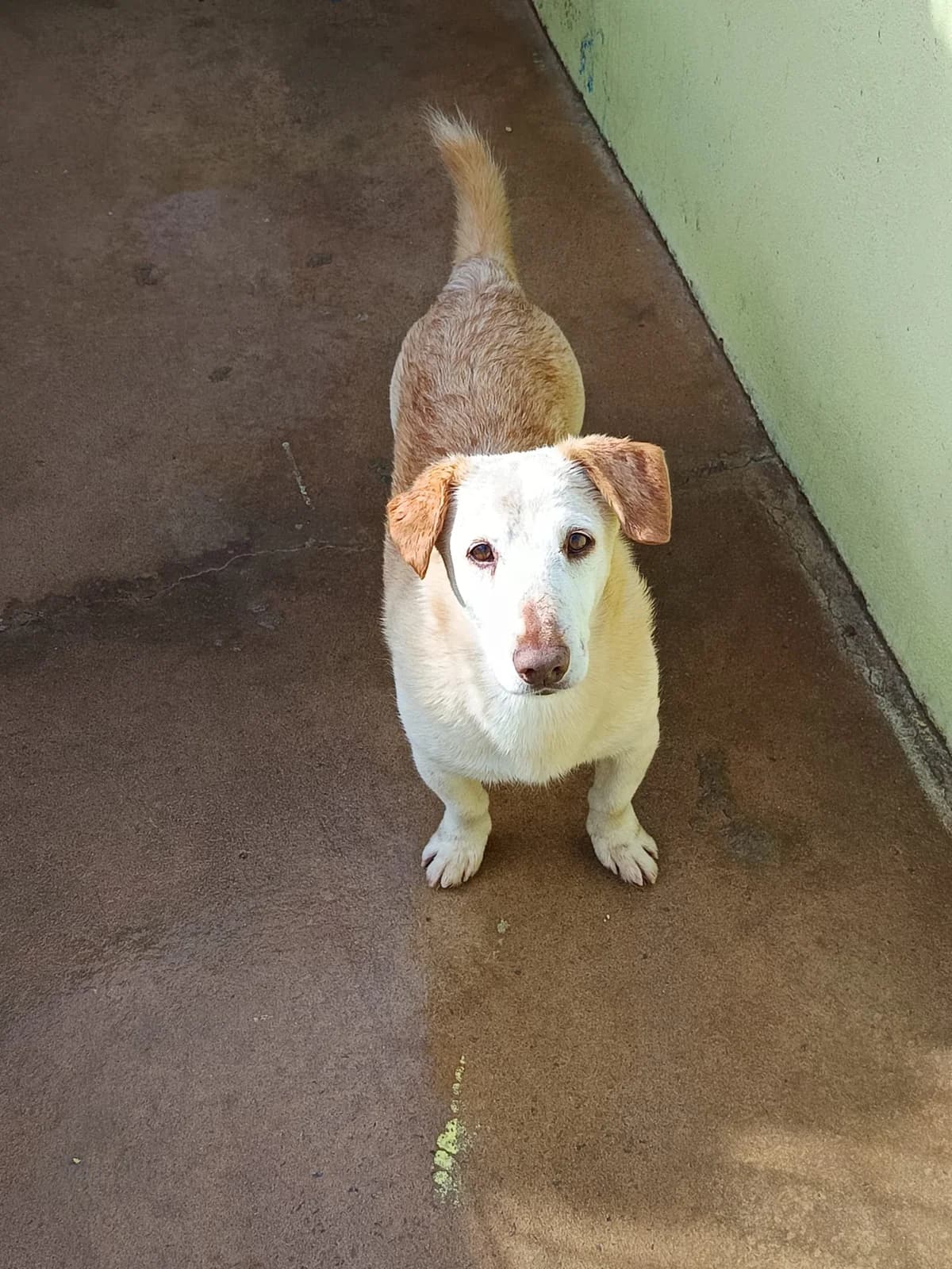 Fred, male senior mixed breed for adoption at Associação Projecto JAVA, -909 Atalaia