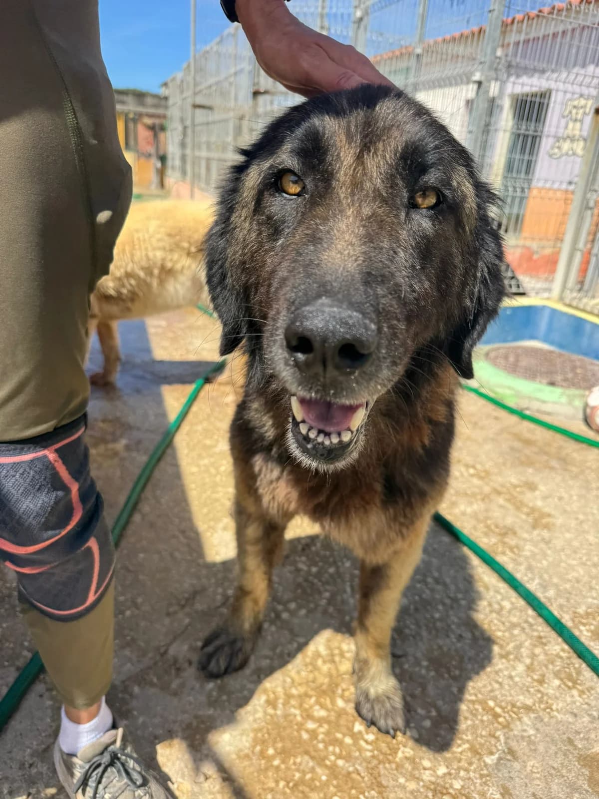 Freya, female 5yo mixed breed for adoption at Associação Projecto JAVA, -909 Atalaia