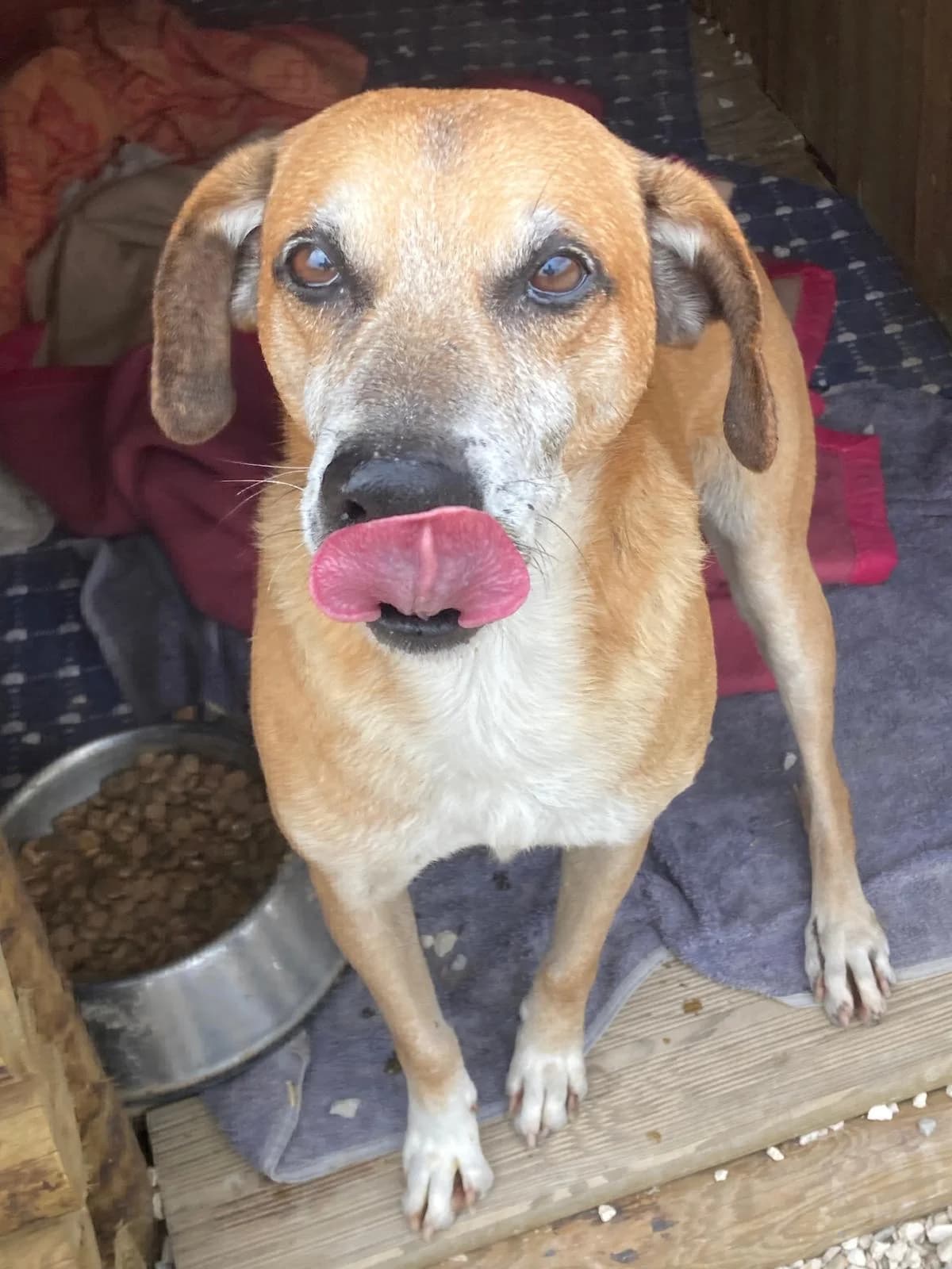 Billy, male senior mixed breed for adoption at Associação Projecto JAVA, -909 Atalaia