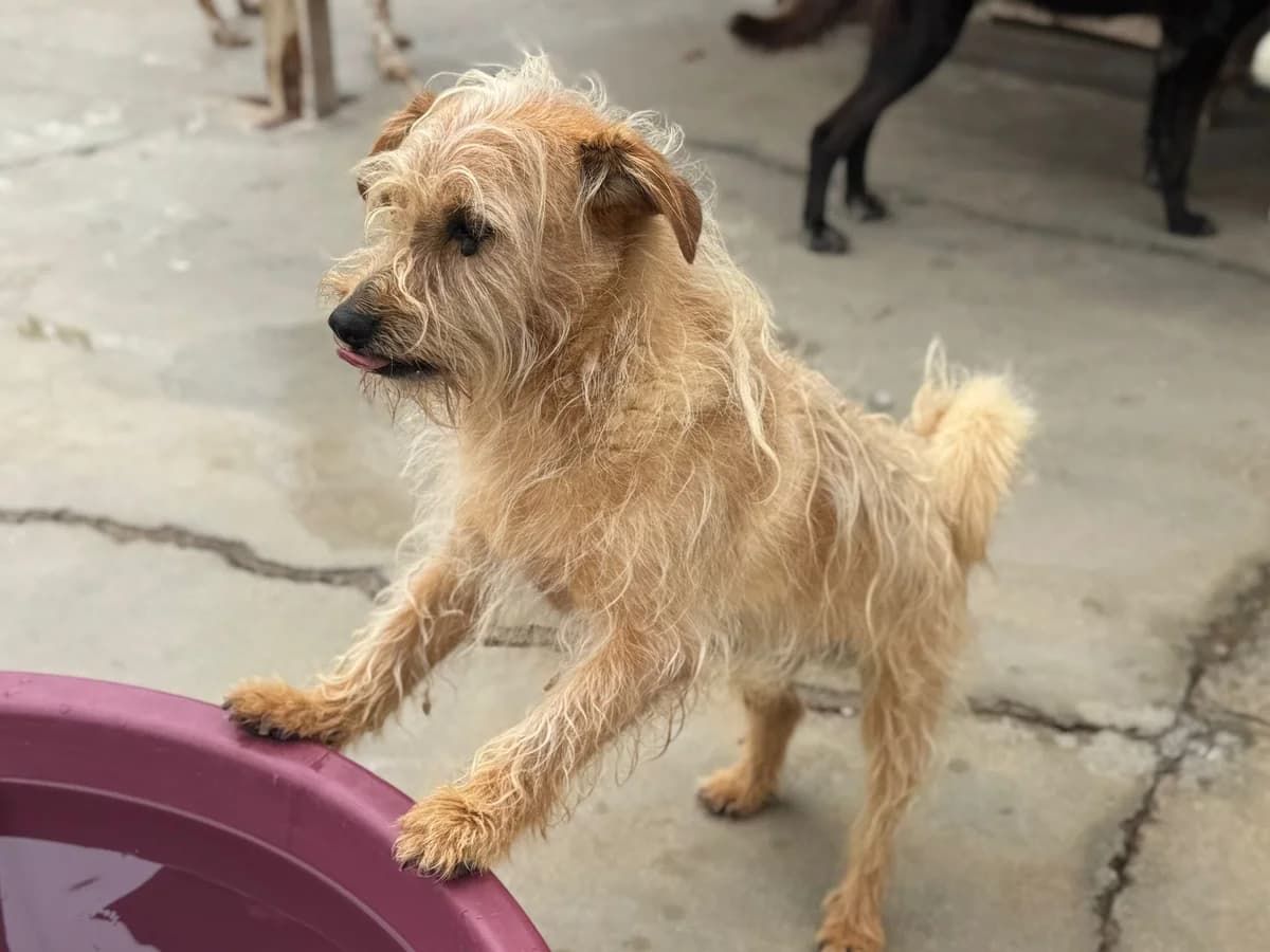 Alfaminha, male senior mixed breed for adoption at Associação Projecto JAVA, -909 Atalaia