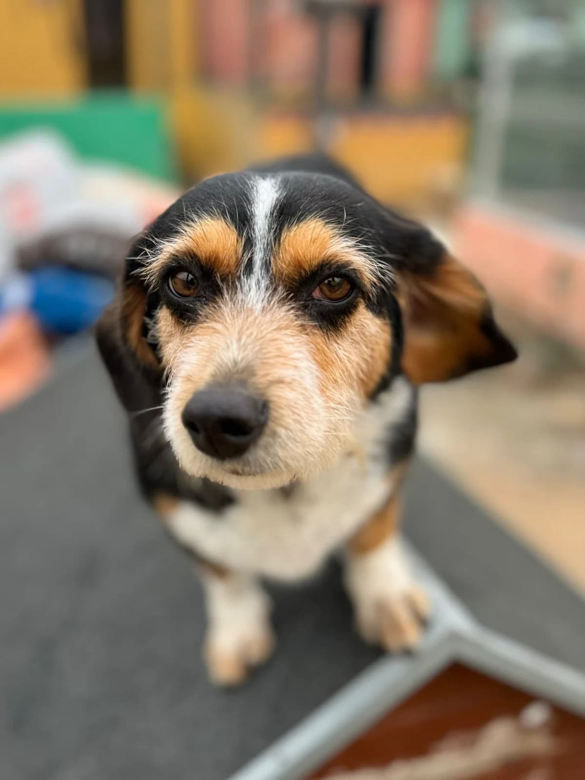 Gabriela (Gaby), female mixed breed for adoption at Associação Projecto JAVA