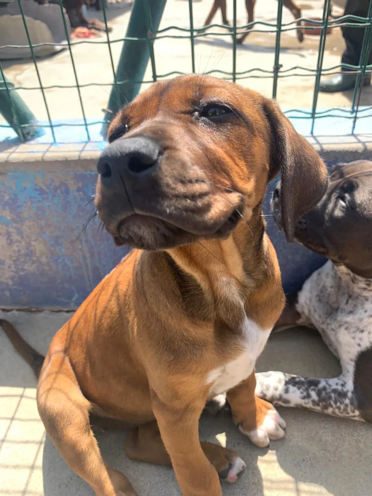 Ariel, female puppy mixed breed for adoption at Associação Projecto JAVA, -909 Atalaia