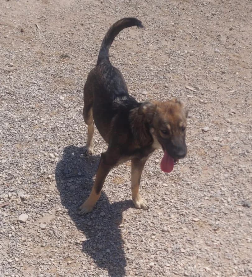 Gaia, female young mixed breed for adoption at Associação Projecto JAVA, -909 Atalaia