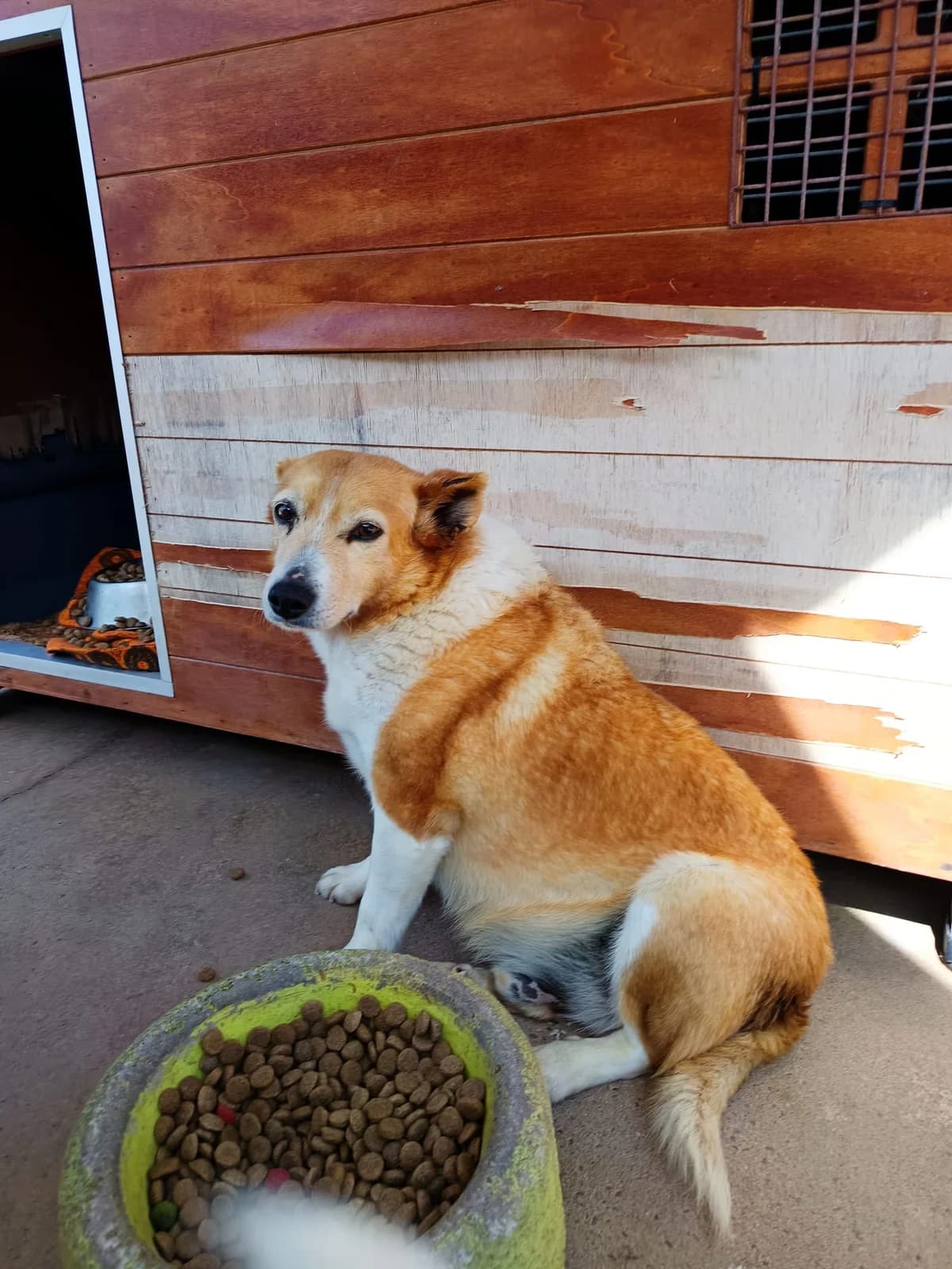 Galileu, male senior mixed breed for adoption at Associação Projecto JAVA, -909 Atalaia