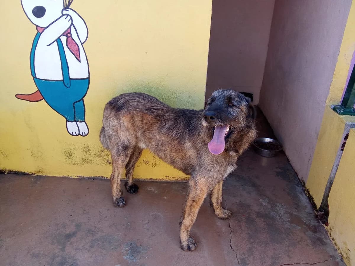Gil, male 6yo mixed breed for adoption at Associação Projecto JAVA, -909 Atalaia
