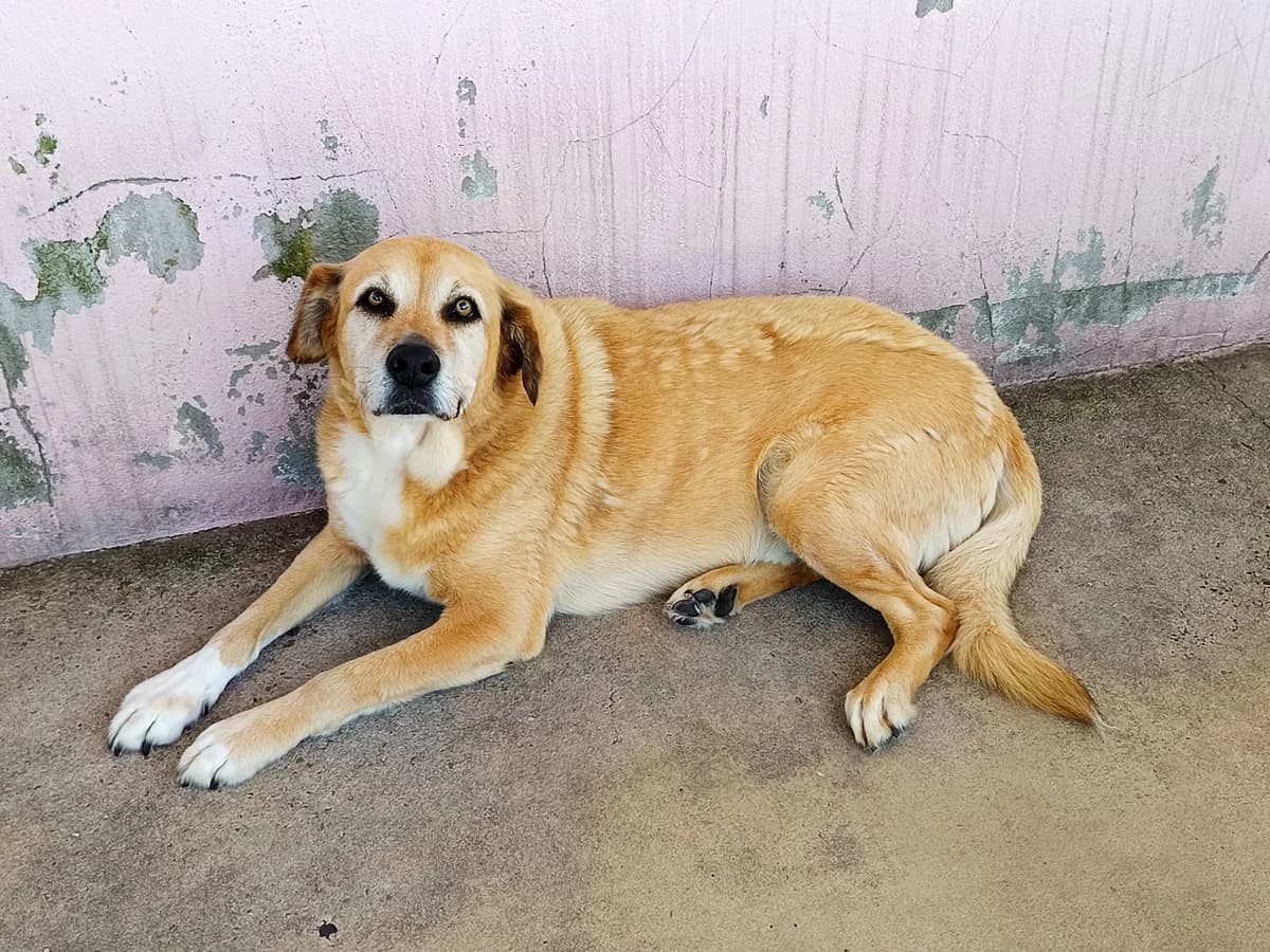 Gorky, male senior mixed breed for adoption at Associação Projecto JAVA, -909 Atalaia