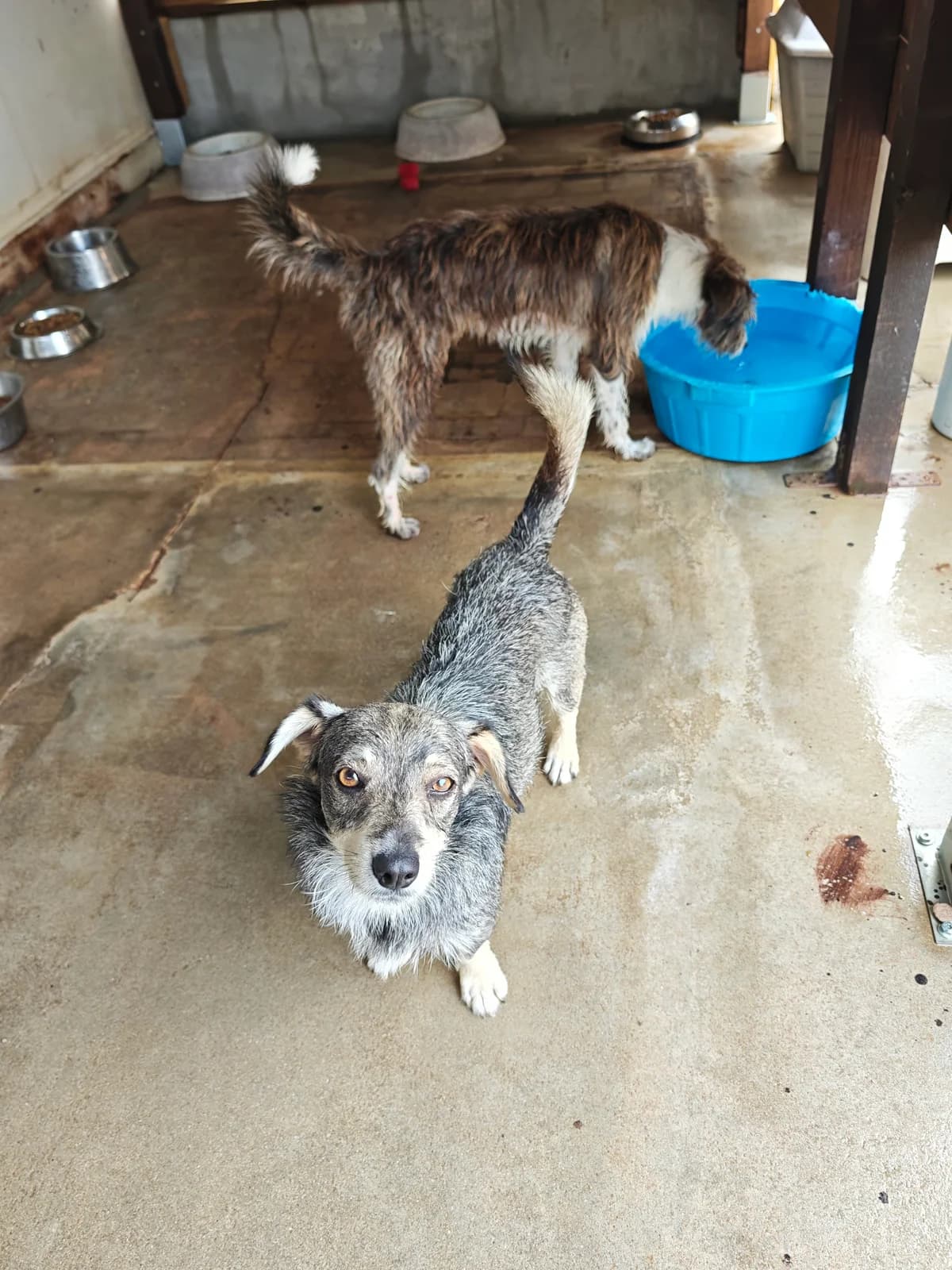 Gustavo, male 3yo mixed breed for adoption at Associação Projecto JAVA, -909 Atalaia