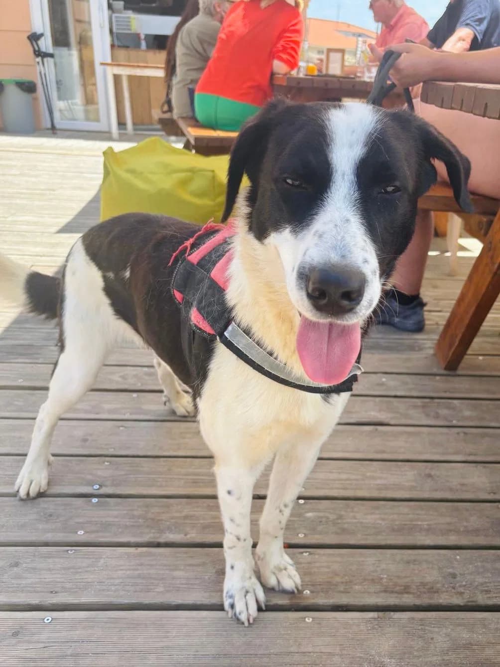 Harry, male young mixed breed for adoption at Associação Projecto JAVA, -909 Atalaia