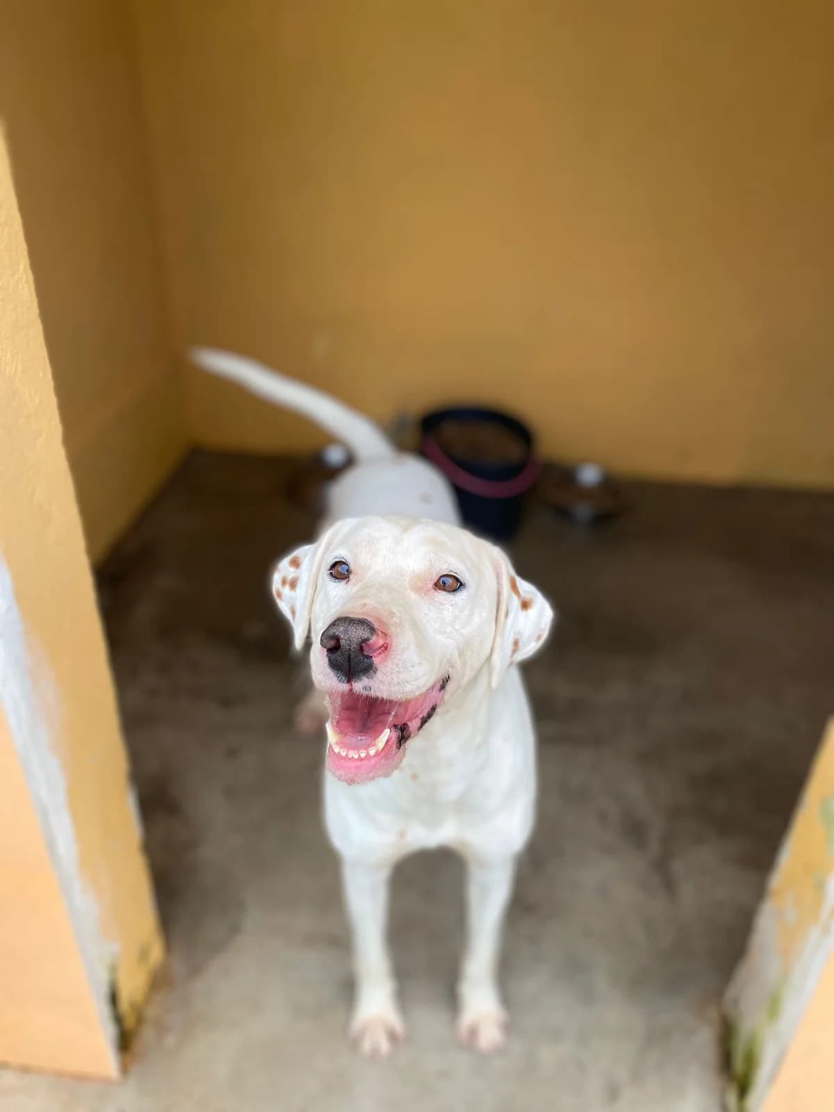 Ice, male 6yo mixed breed for adoption at Associação Projecto JAVA, -909 Atalaia