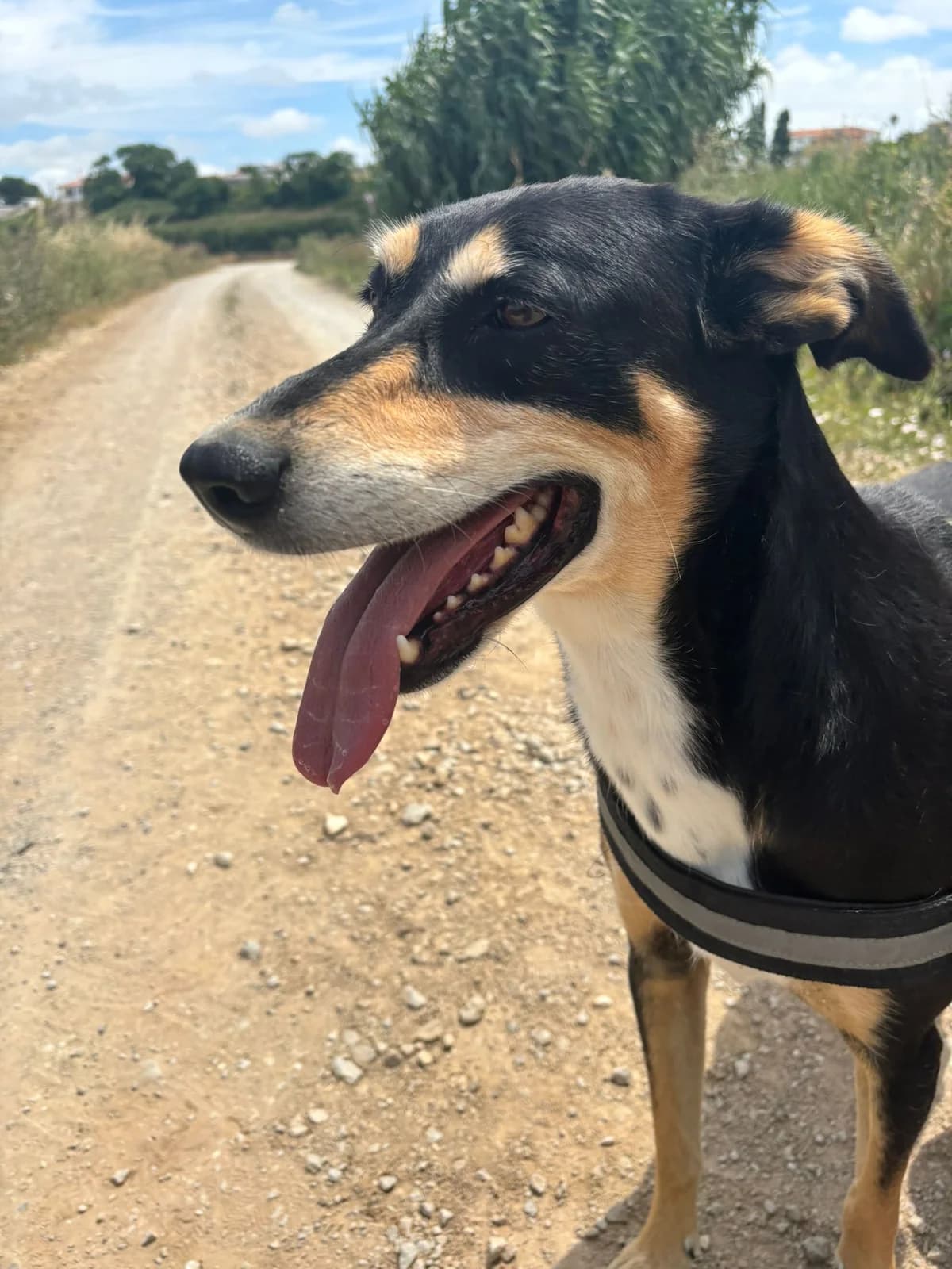Jack, male 4yo mixed breed for adoption at Associação Projecto JAVA, -909 Atalaia